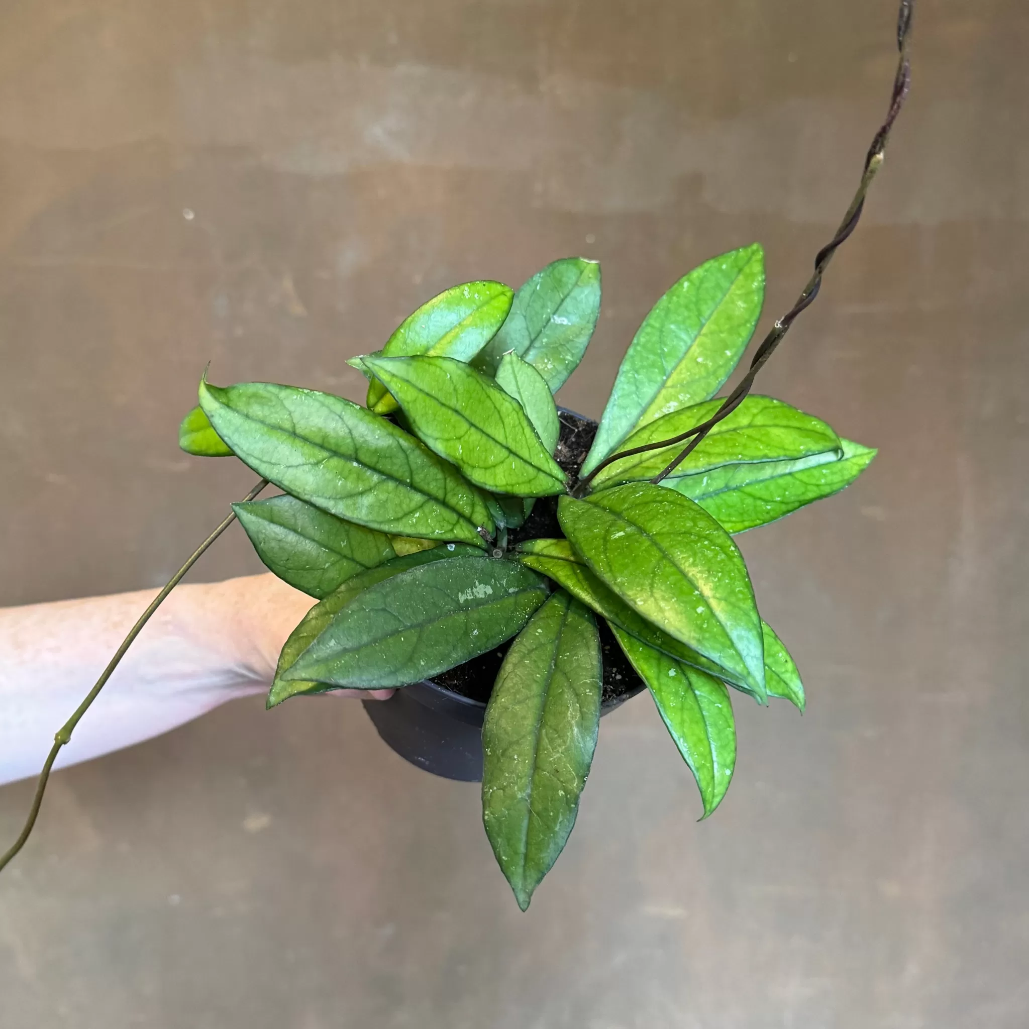 grow urban Hoya Crassipetiolata- Hoya
