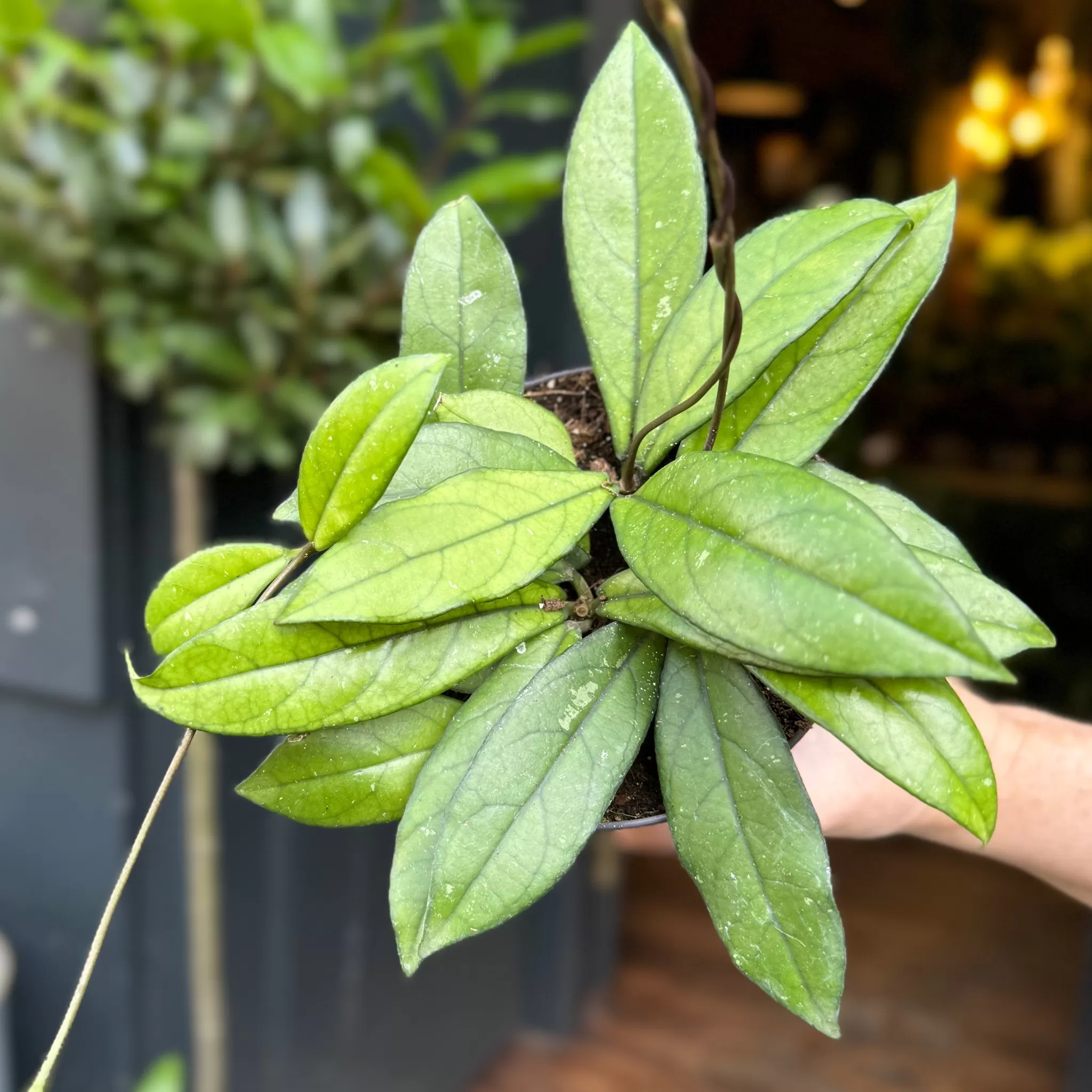 grow urban Hoya Crassipetiolata- Hoya