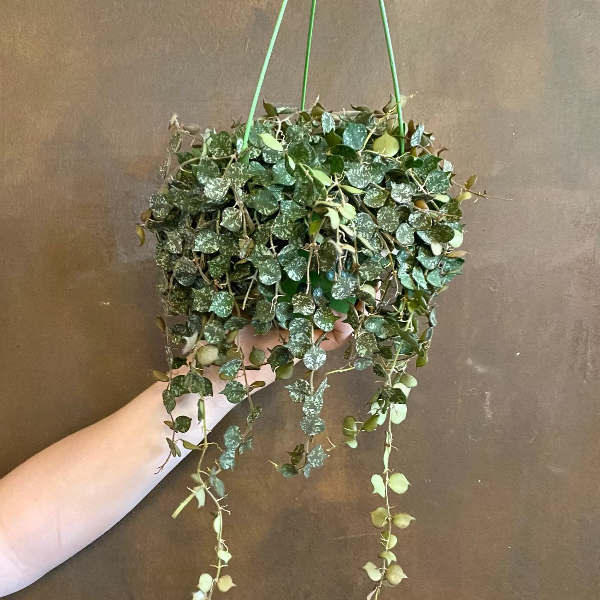 grow urban Hoya Curtisii (15cm Hangpot)- Hoya