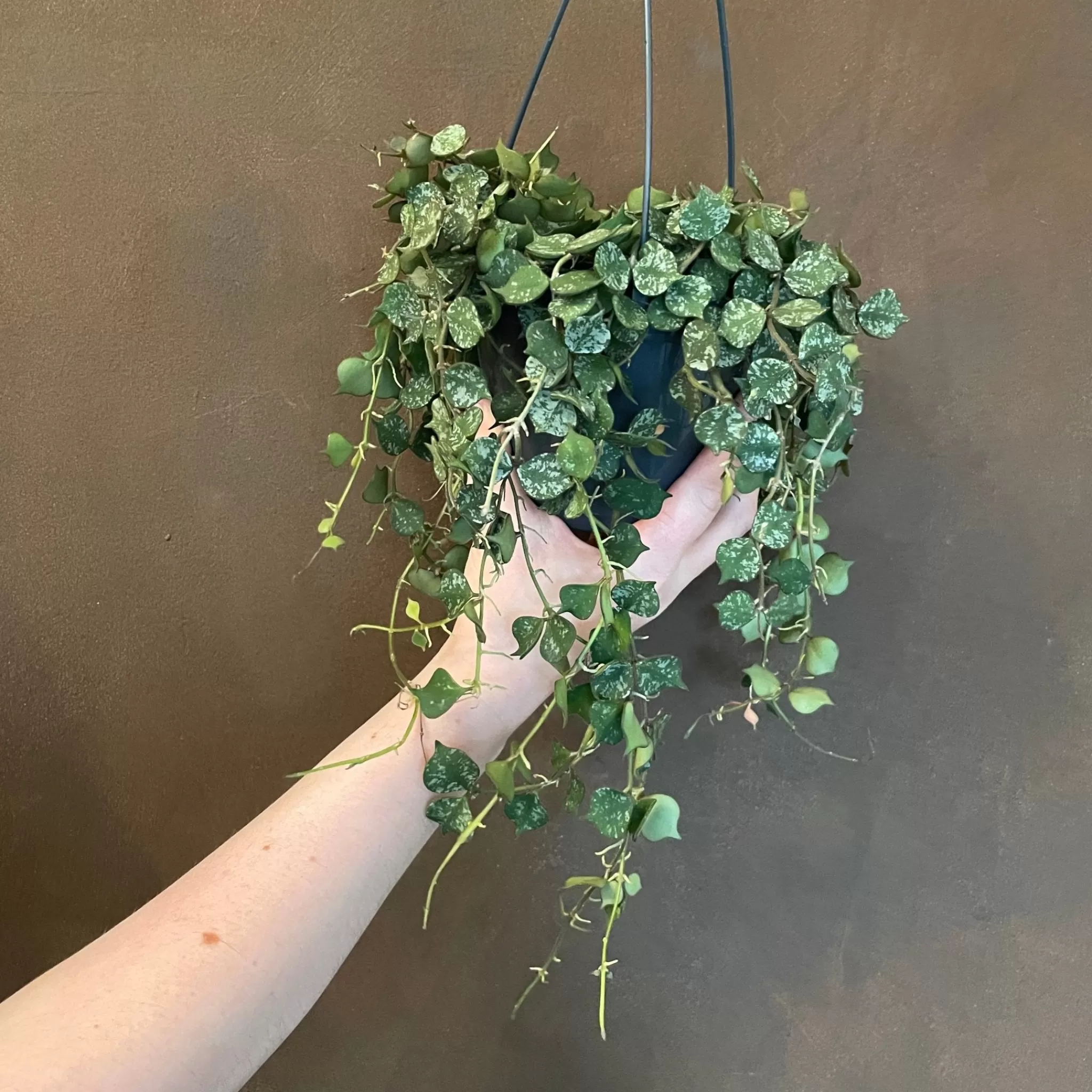 grow urban Hoya Curtisii (14cm Hangpot)- Hoya