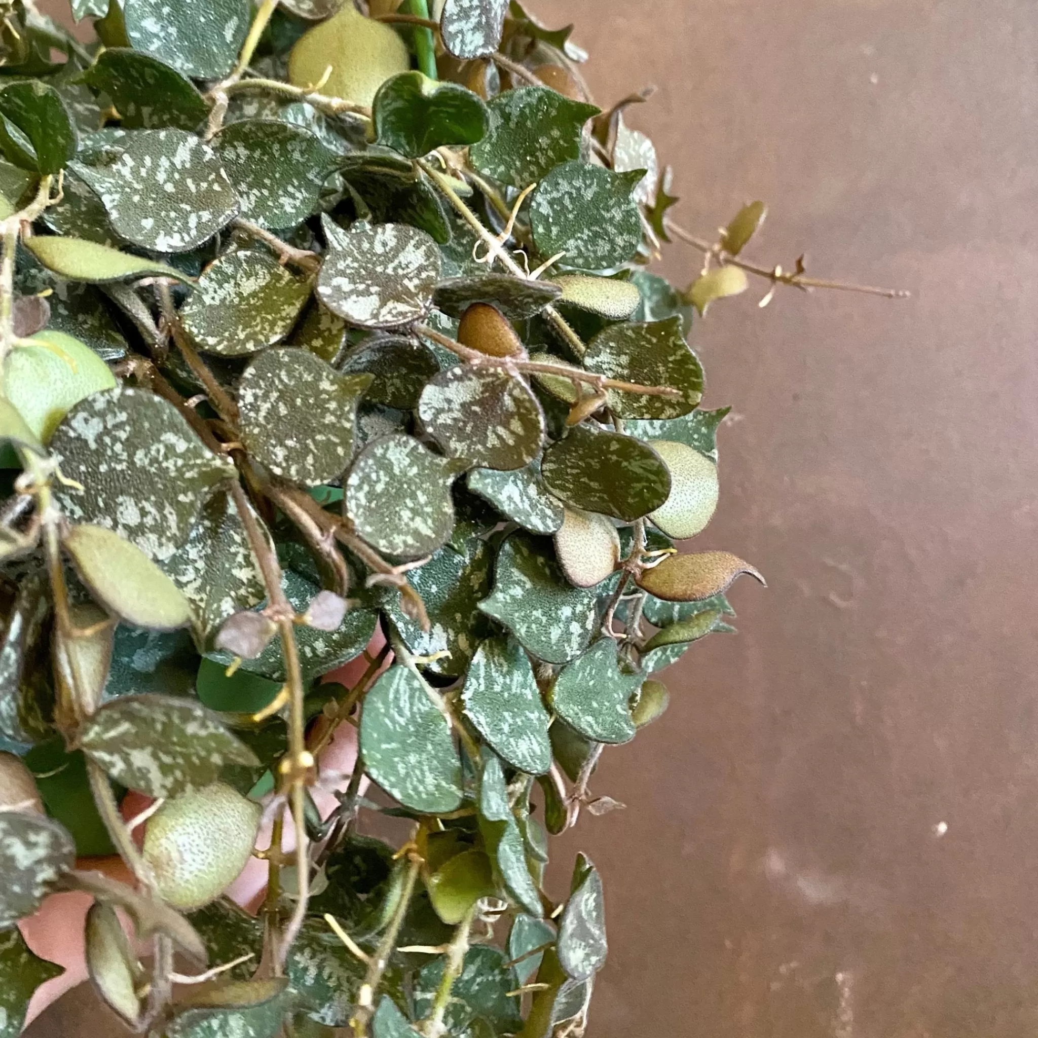 grow urban Hoya Curtisii (15cm Hangpot)- Hoya