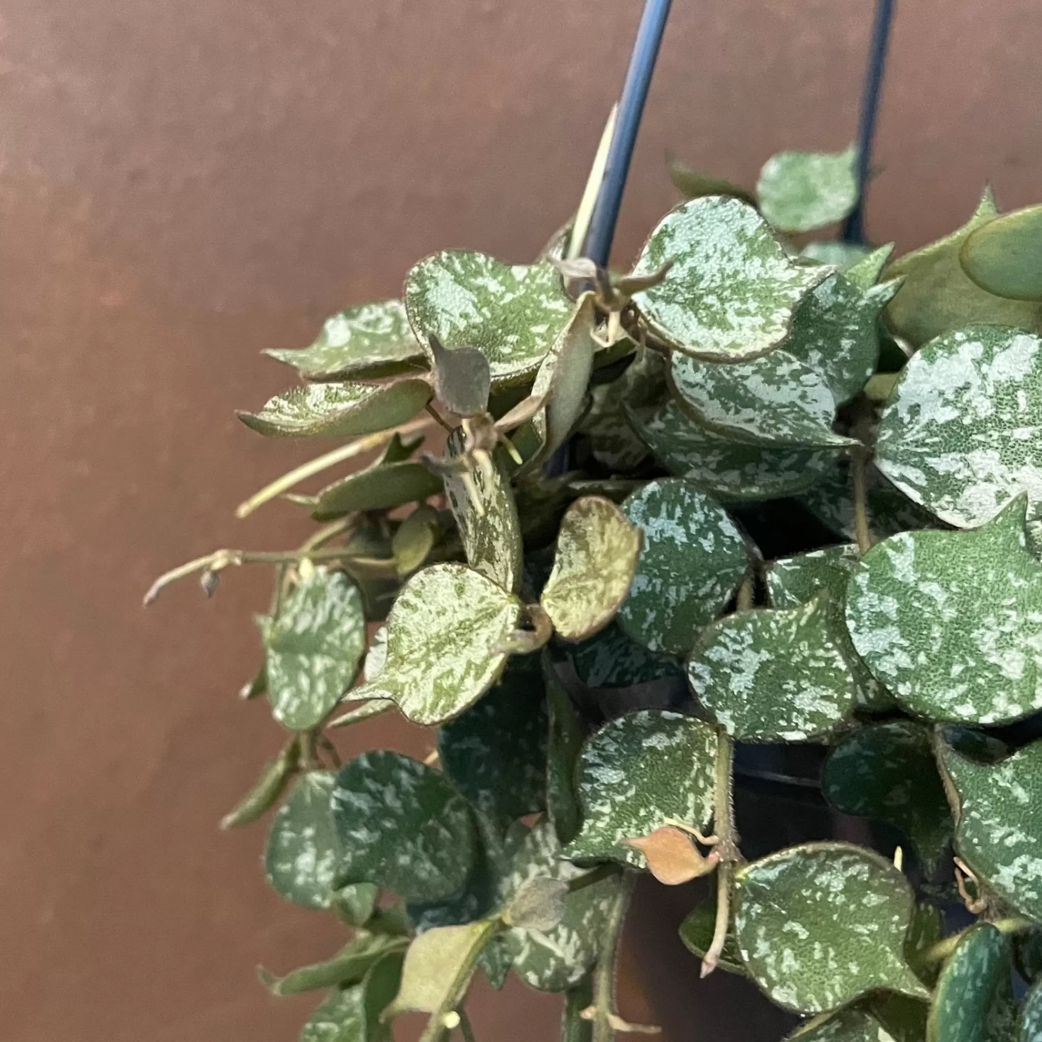 grow urban Hoya Curtisii (14cm Hangpot)- Hoya