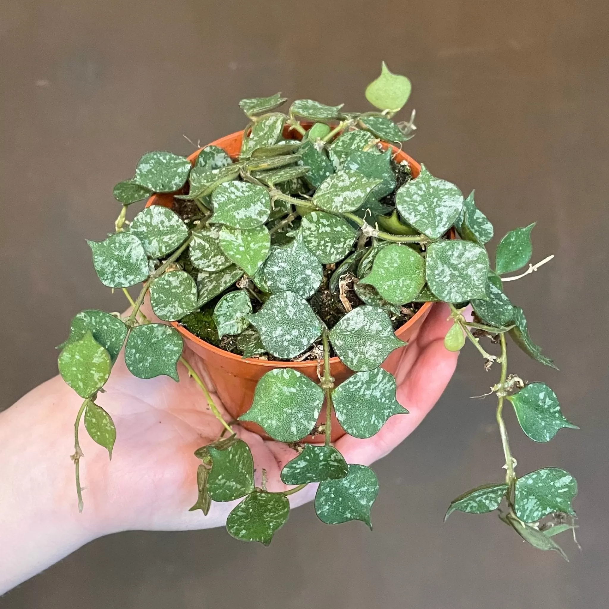 grow urban Hoya Curtisii (9cm Pot)- Hoya