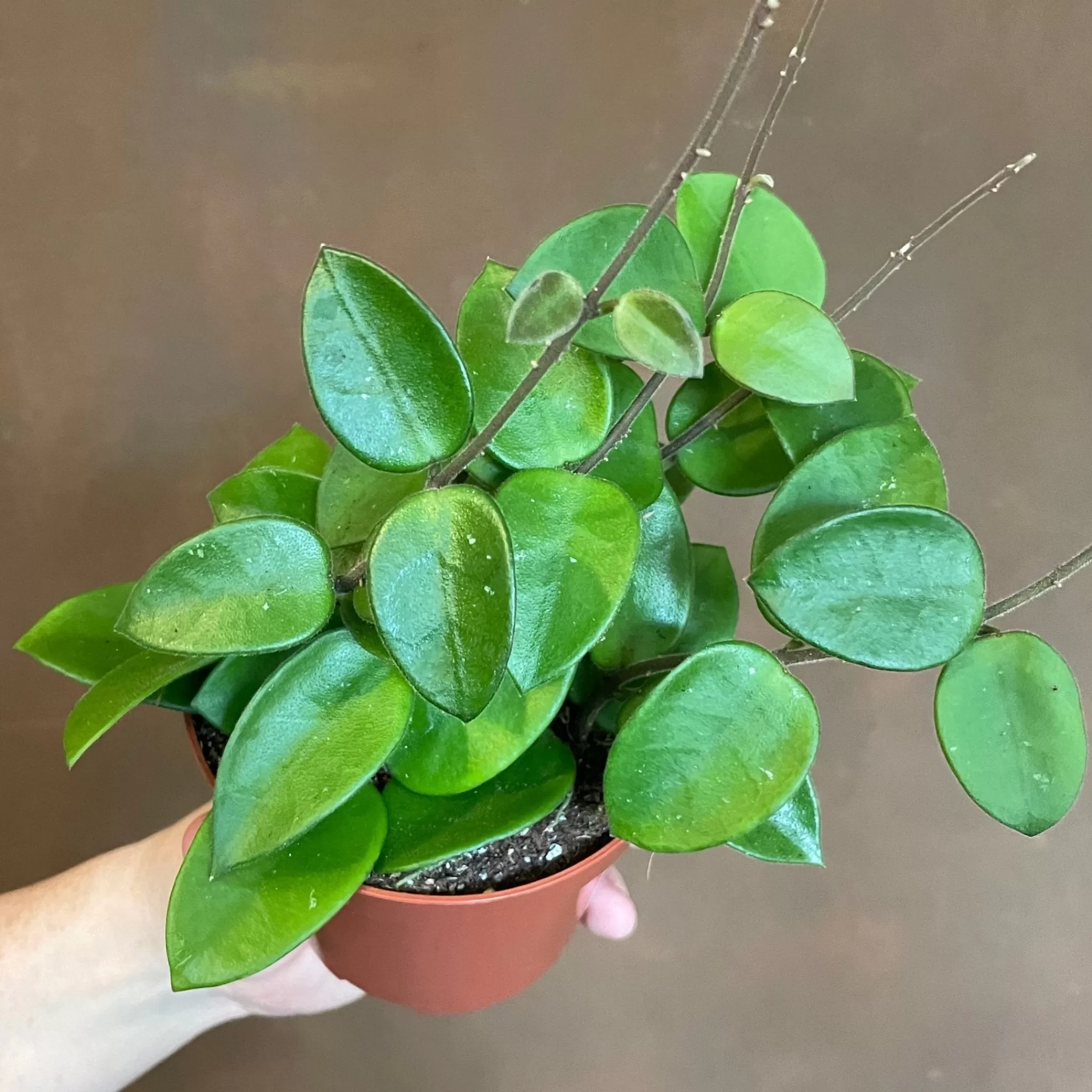 grow urban Hoya Cv. Chouke- Hoya