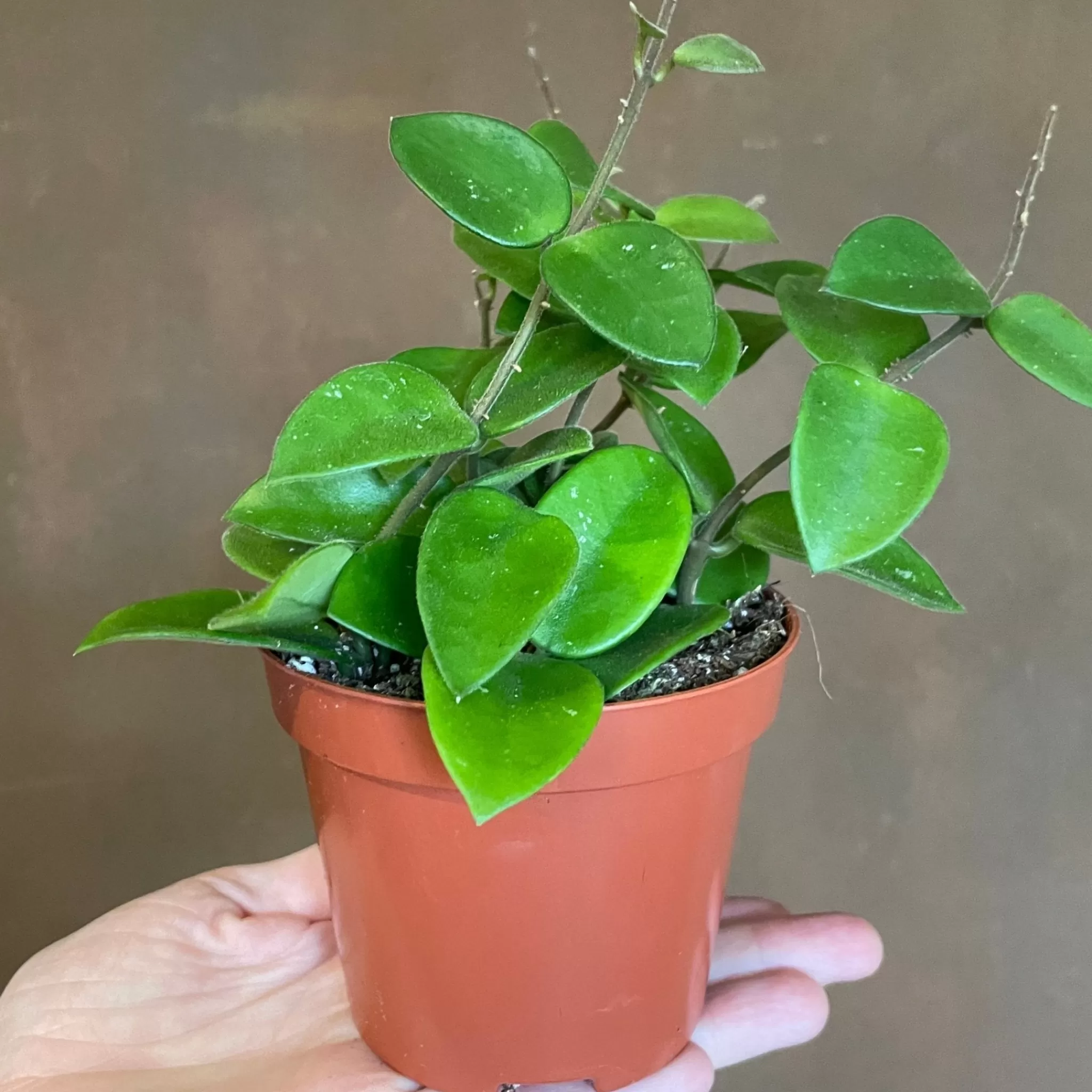 grow urban Hoya Cv. Chouke- Hoya