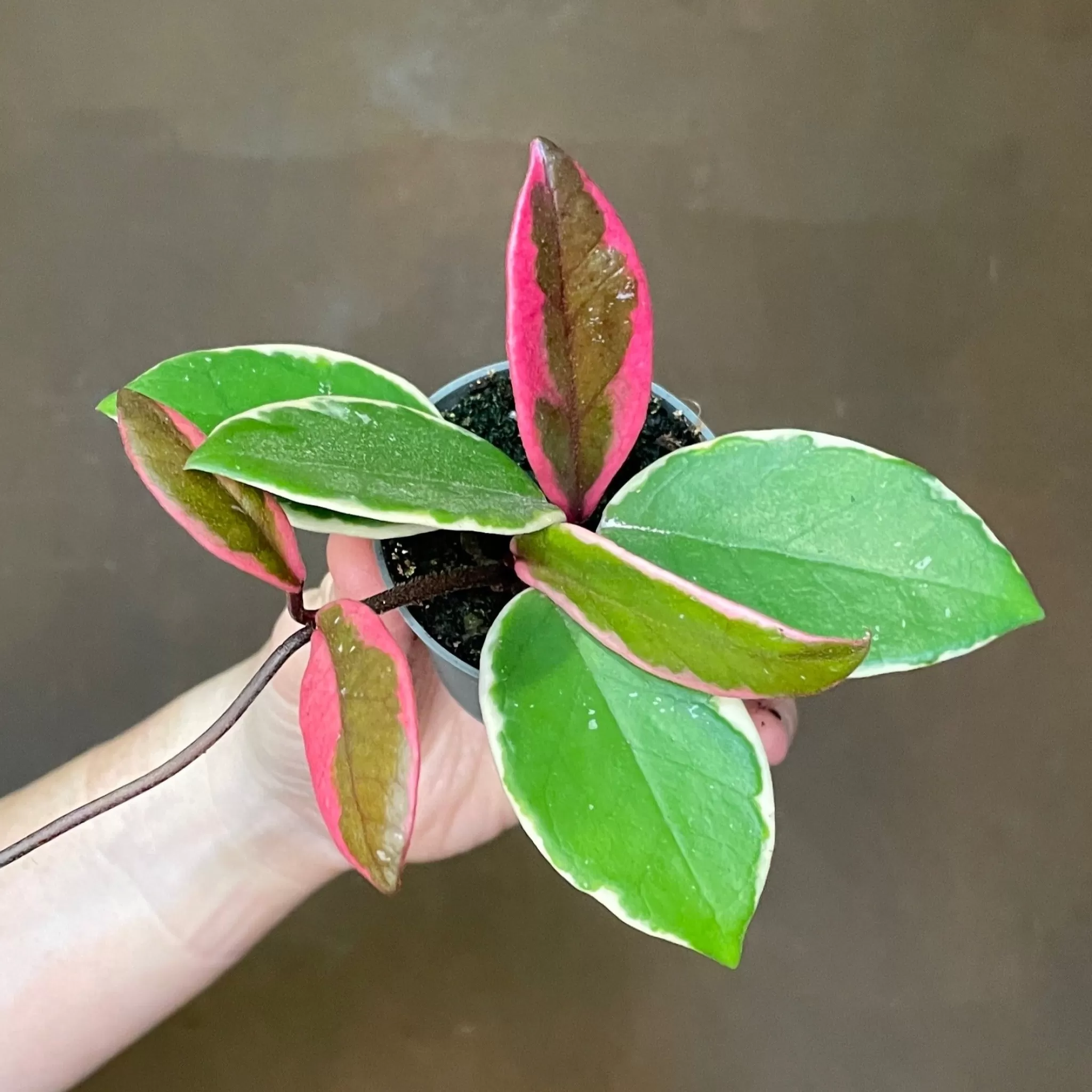 grow urban Hoya 'Flamingo Dream'- Hoya | Succulents & Cacti