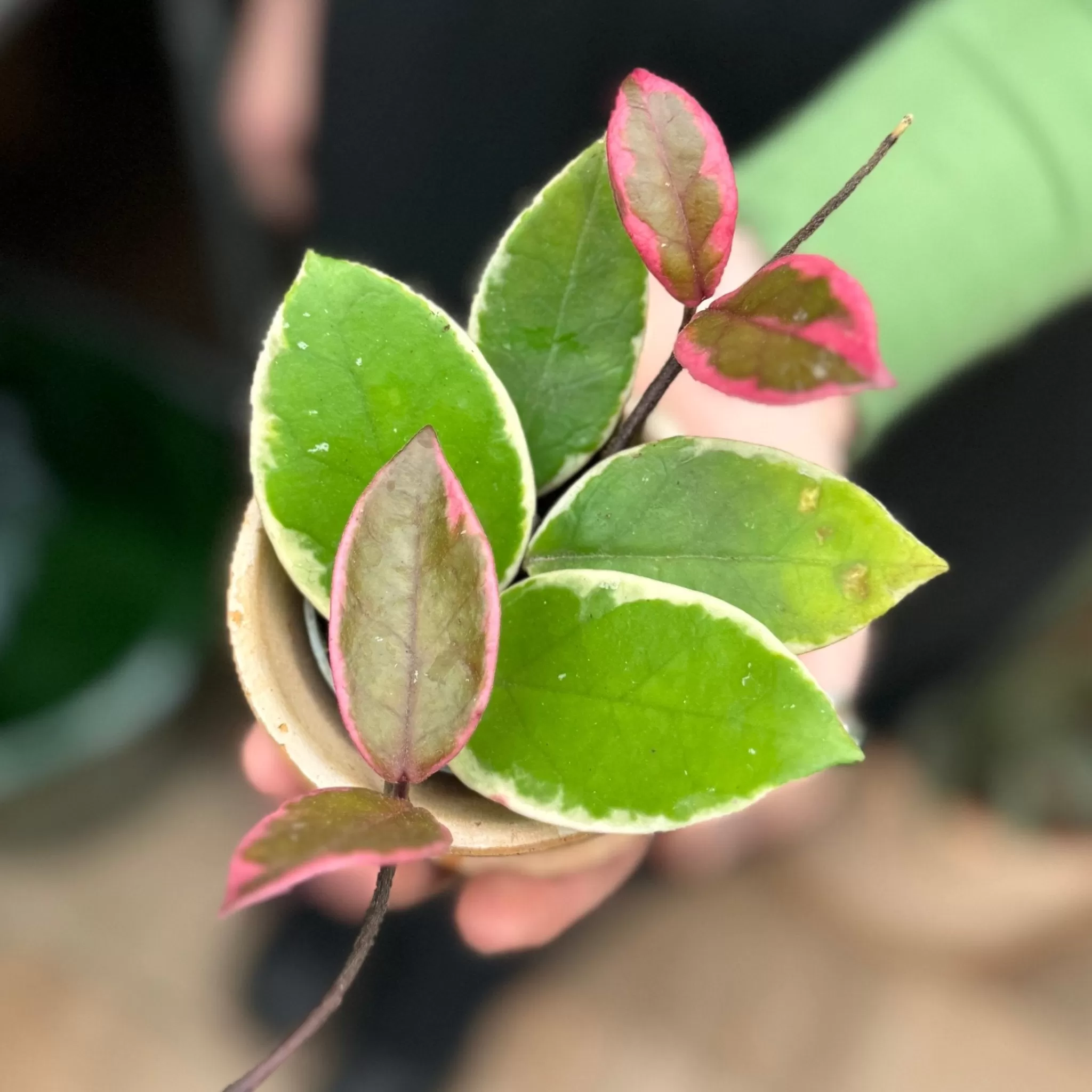 grow urban Hoya 'Flamingo Dream'- Hoya | Succulents & Cacti