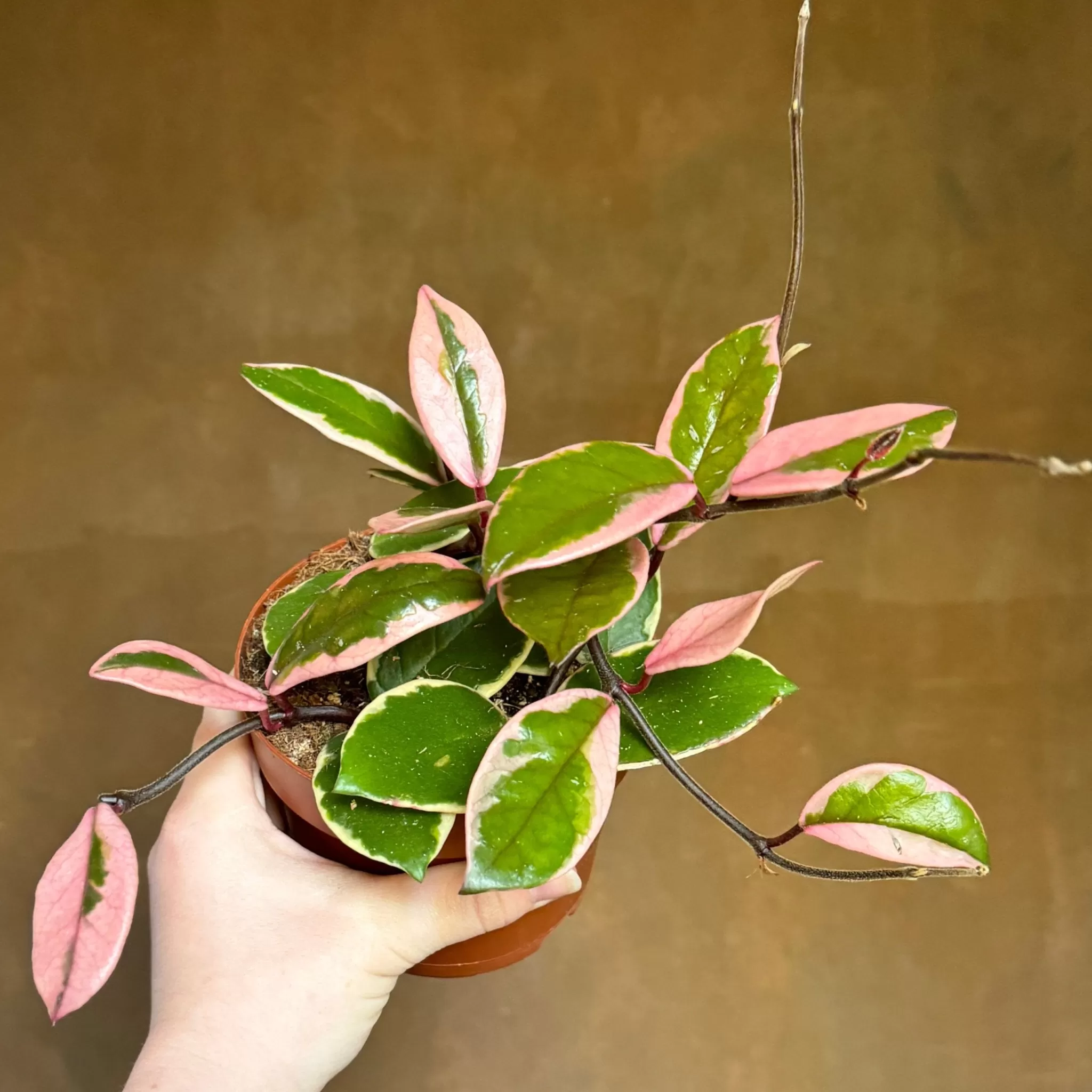 grow urban Hoya 'Flamingo Dream' (12cm Pot)- Hoya | Succulents & Cacti