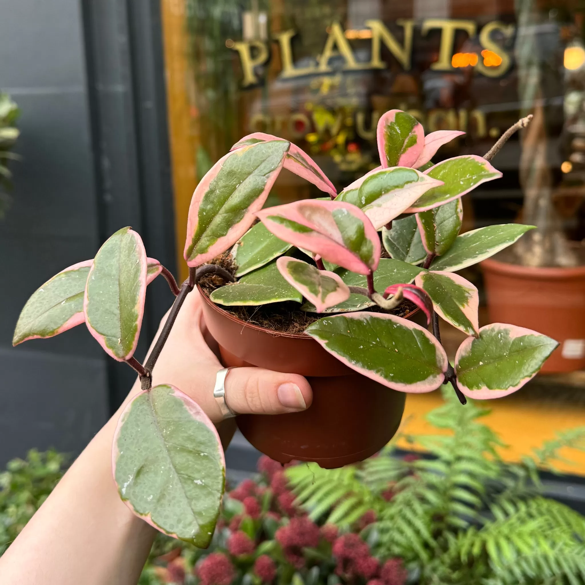 grow urban Hoya 'Flamingo Dream' (12cm Pot)- Hoya | Succulents & Cacti