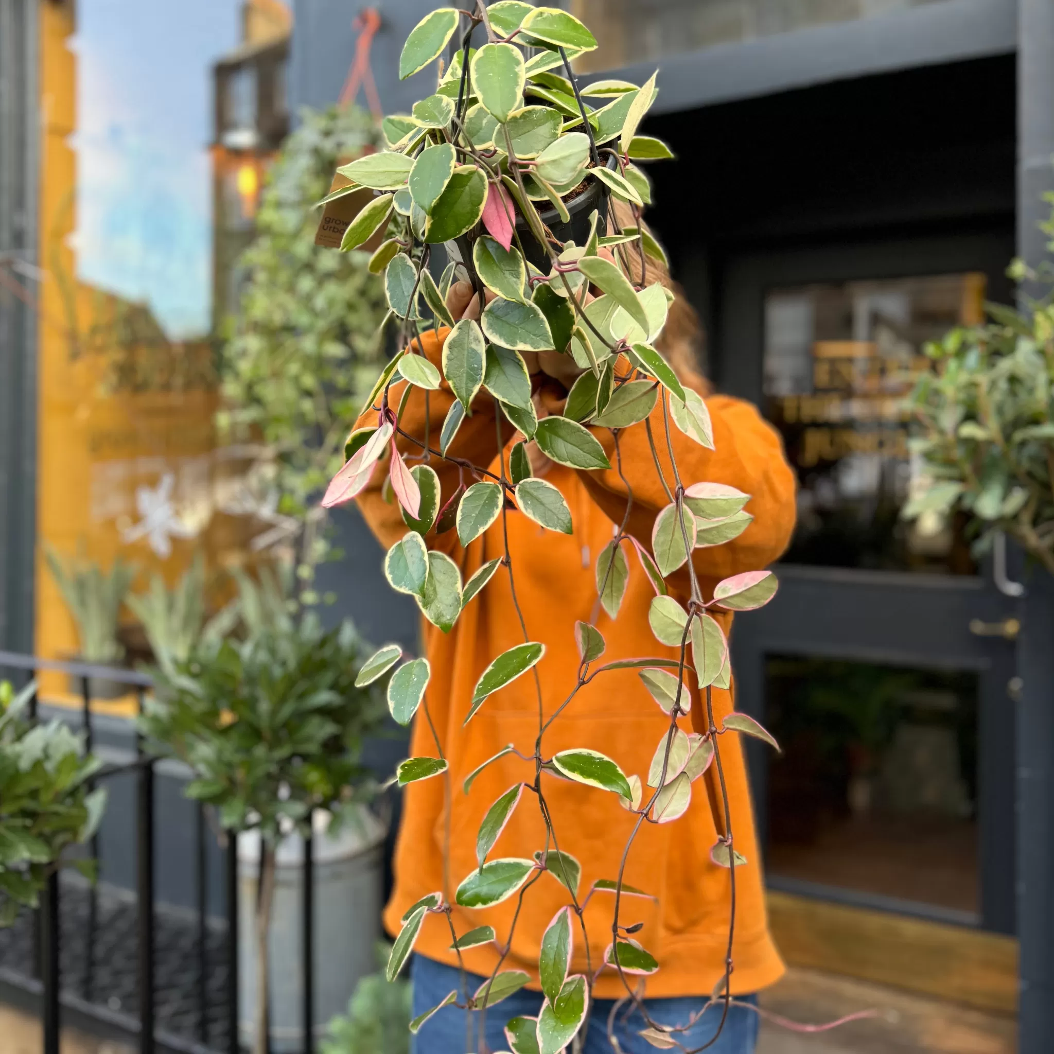 grow urban Hoya 'Flamingo Dream' (hangpot)- Trailing & Hanging Plants | Hoya