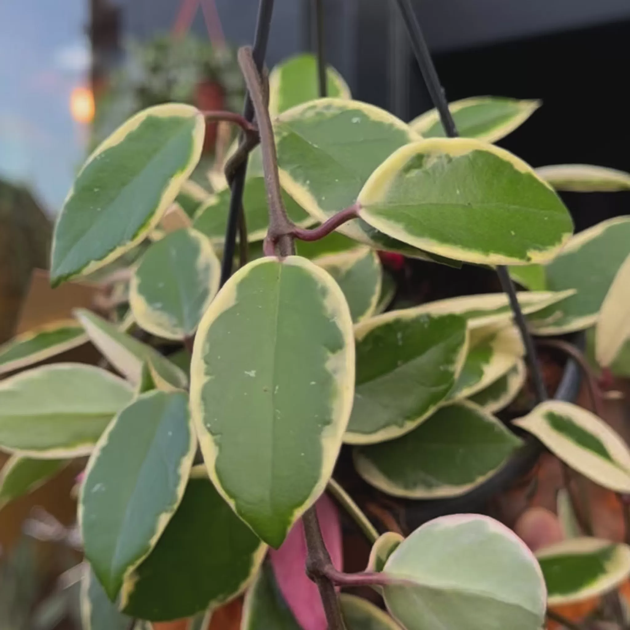 grow urban Hoya 'Flamingo Dream' (hangpot)- Trailing & Hanging Plants | Hoya