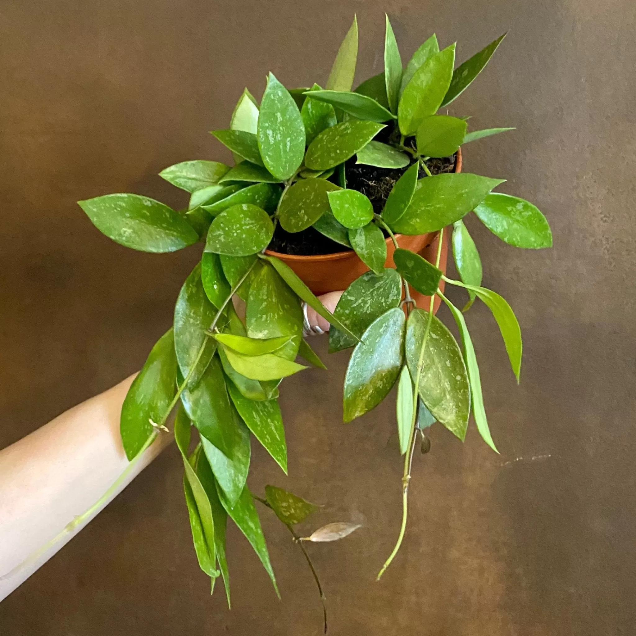 grow urban Hoya Gracilis- Hoya