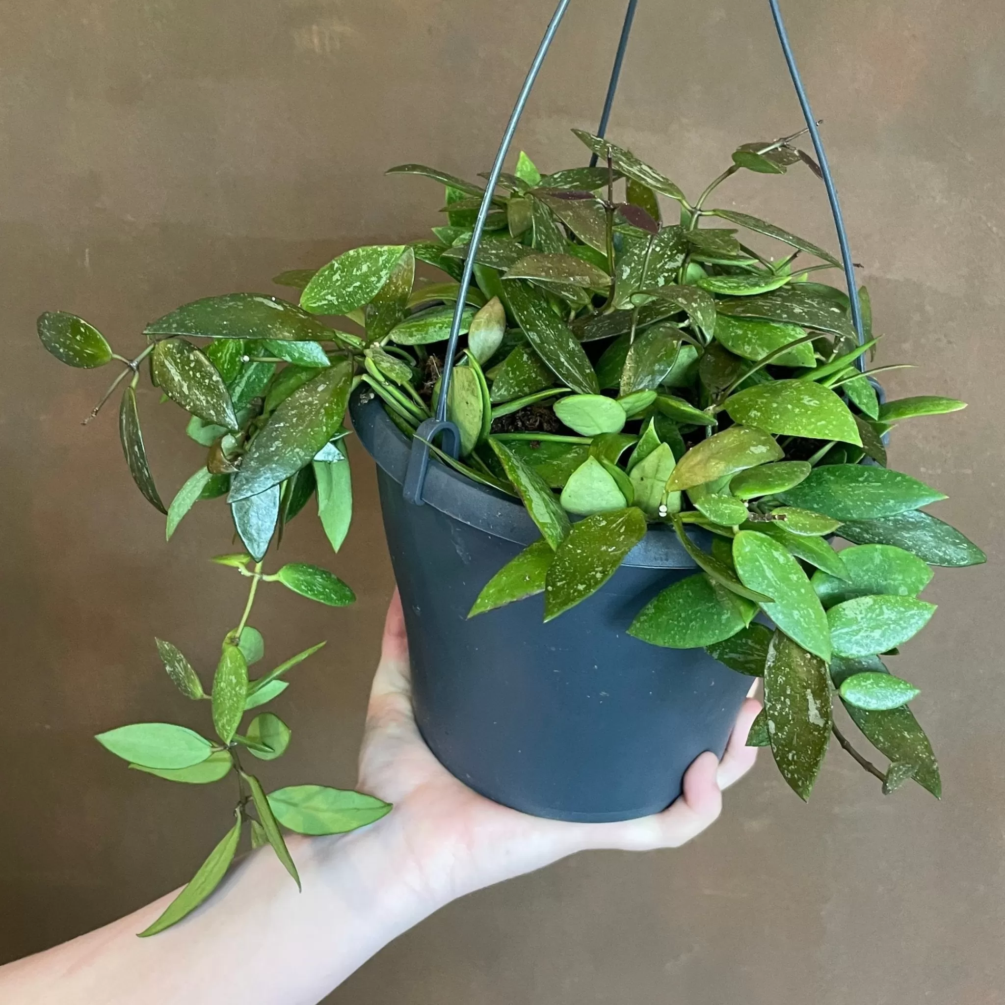 grow urban Hoya Gracilis (19cm Hangpot)- Hoya
