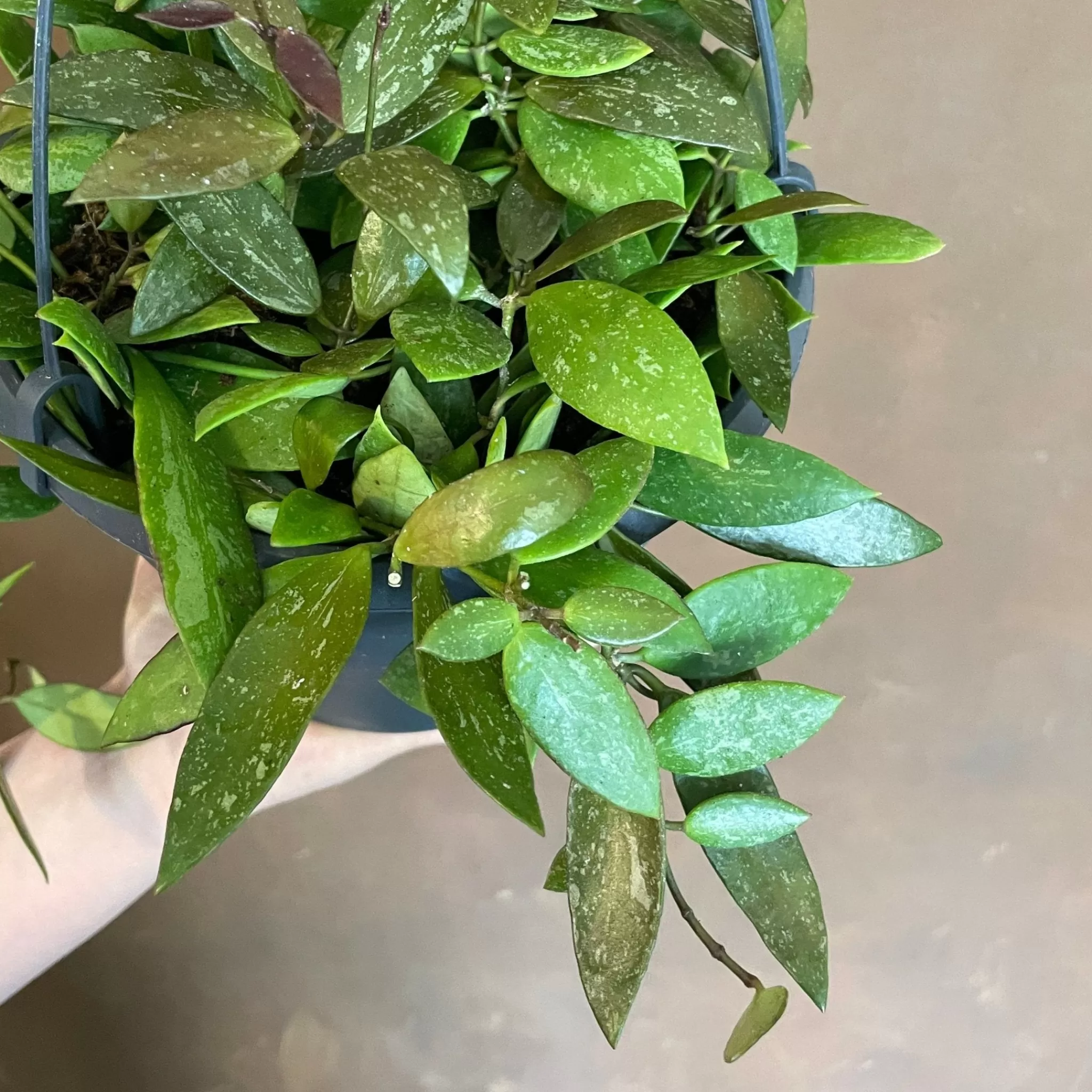 grow urban Hoya Gracilis (19cm Hangpot)- Hoya