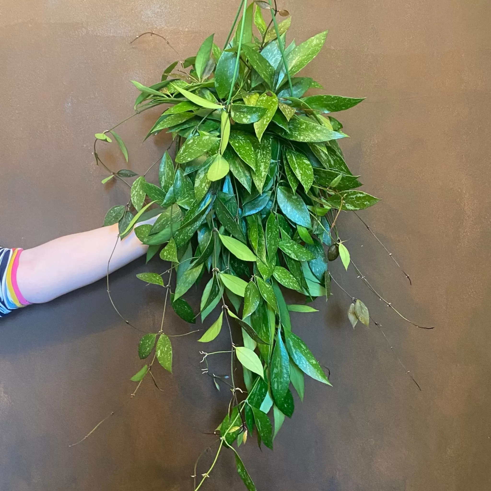 grow urban Hoya Gracilis (14cm Hangpot/60cm Length)- Hoya
