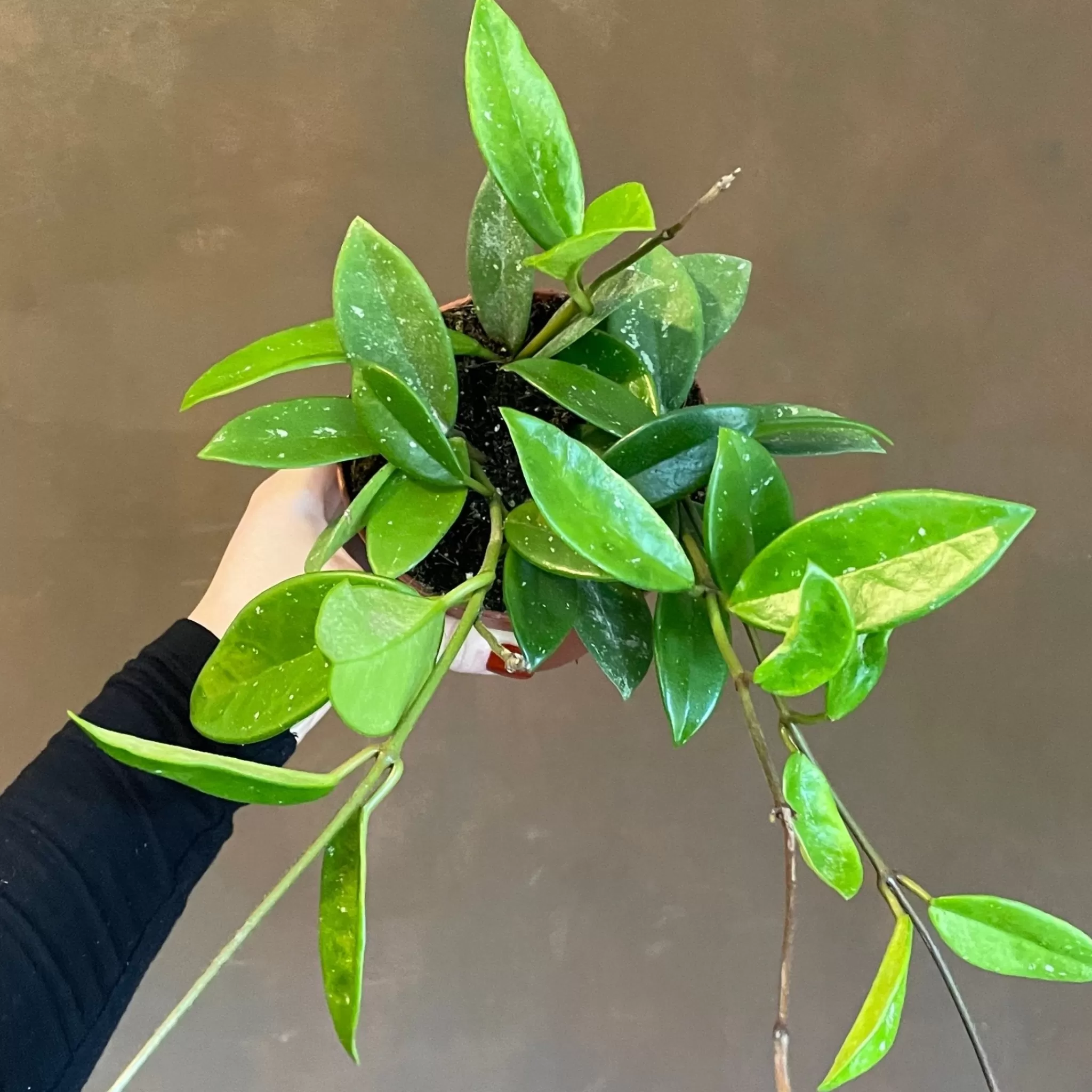 grow urban Hoya 'Green Ghost'- Hoya