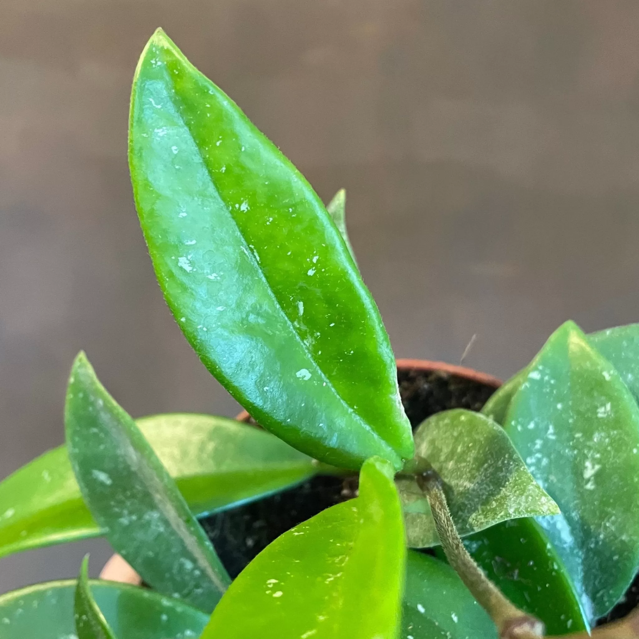 grow urban Hoya 'Green Ghost'- Hoya
