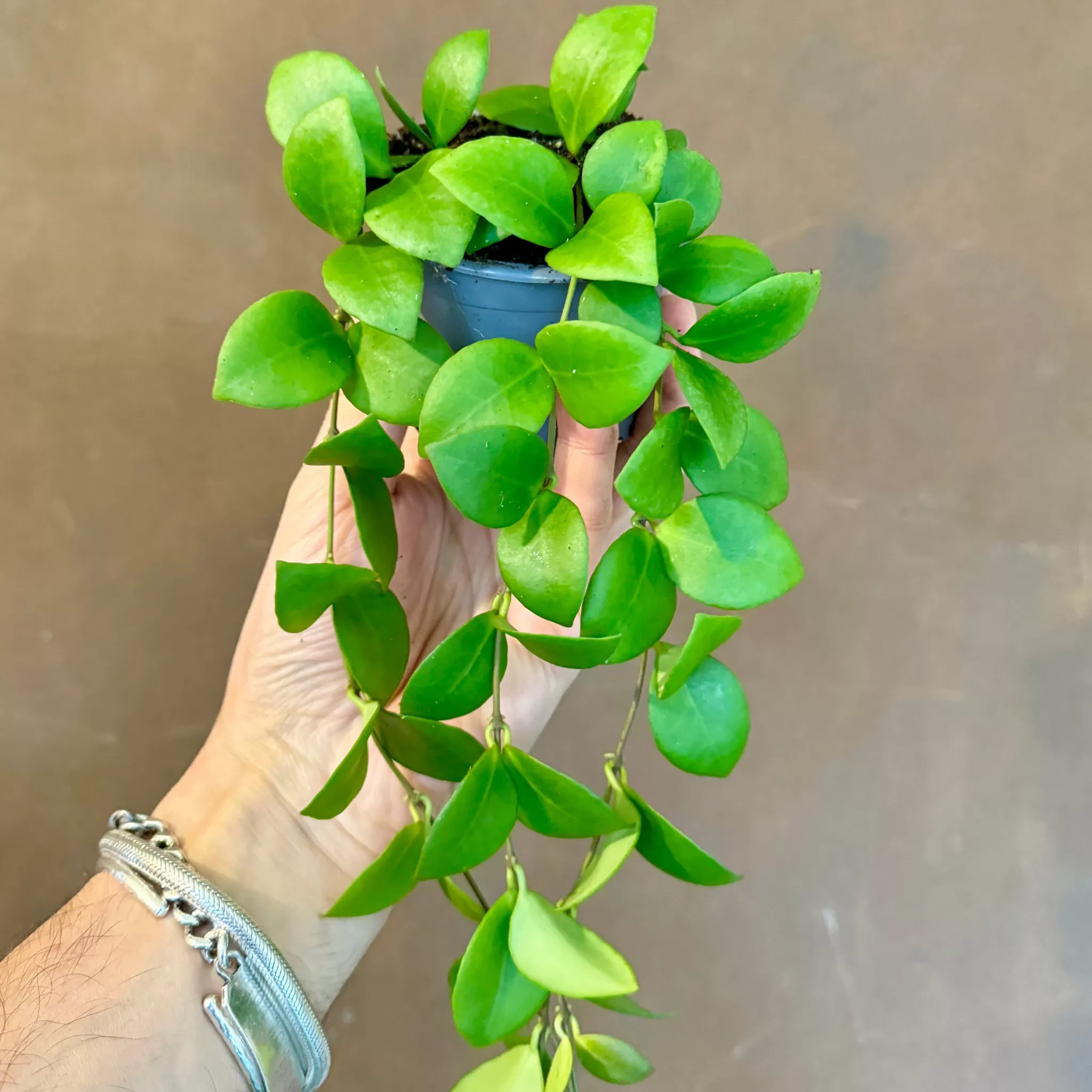 grow urban Hoya Heuschkeliana- Hoya