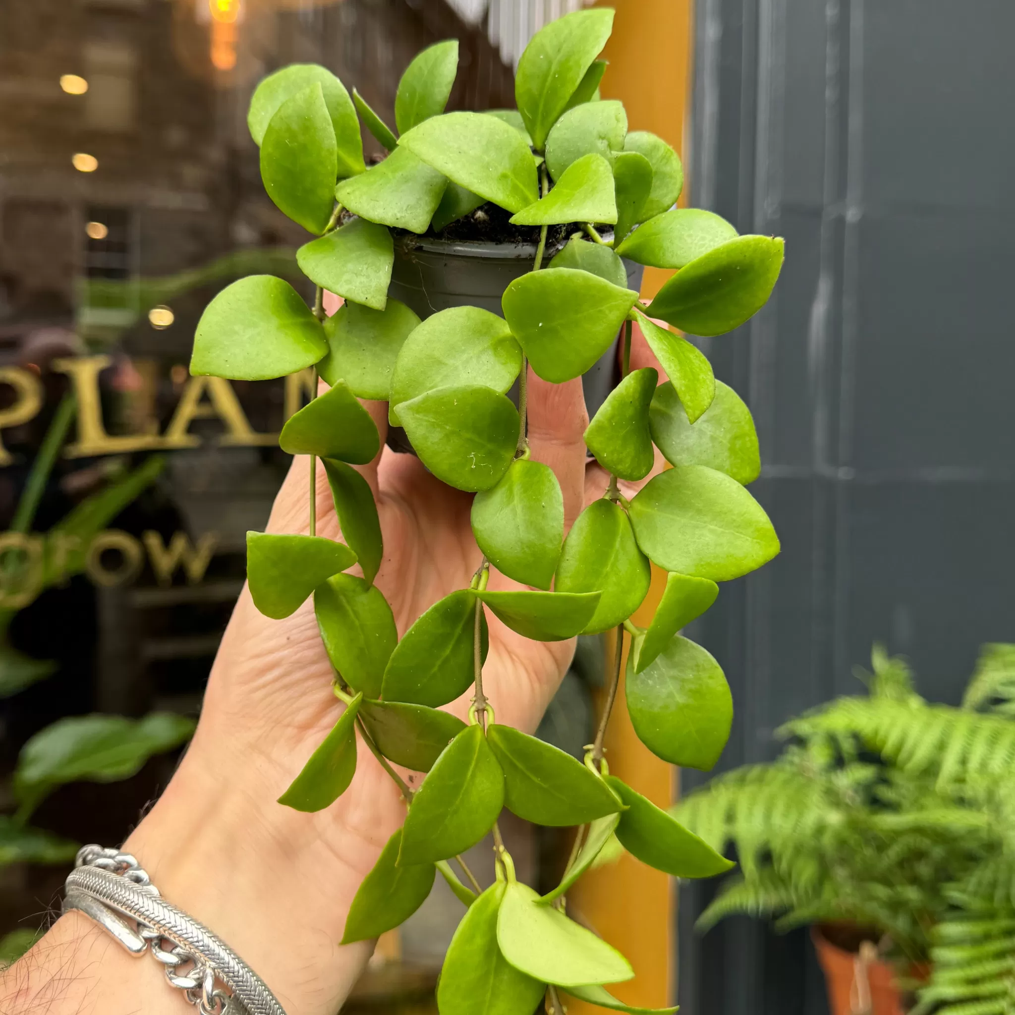 grow urban Hoya Heuschkeliana- Hoya