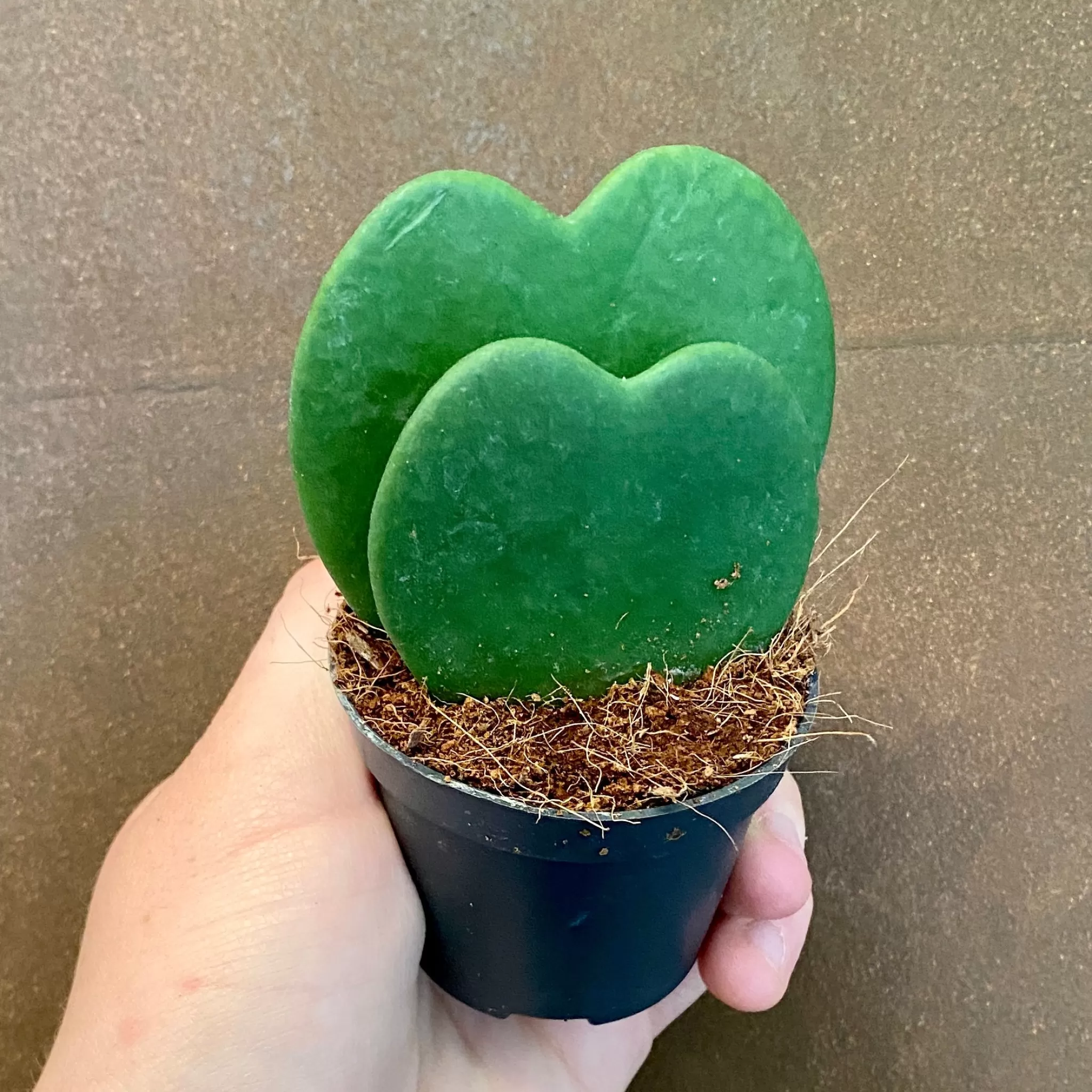 grow urban Hoya Kerrii (Double Leaf)- Hoya