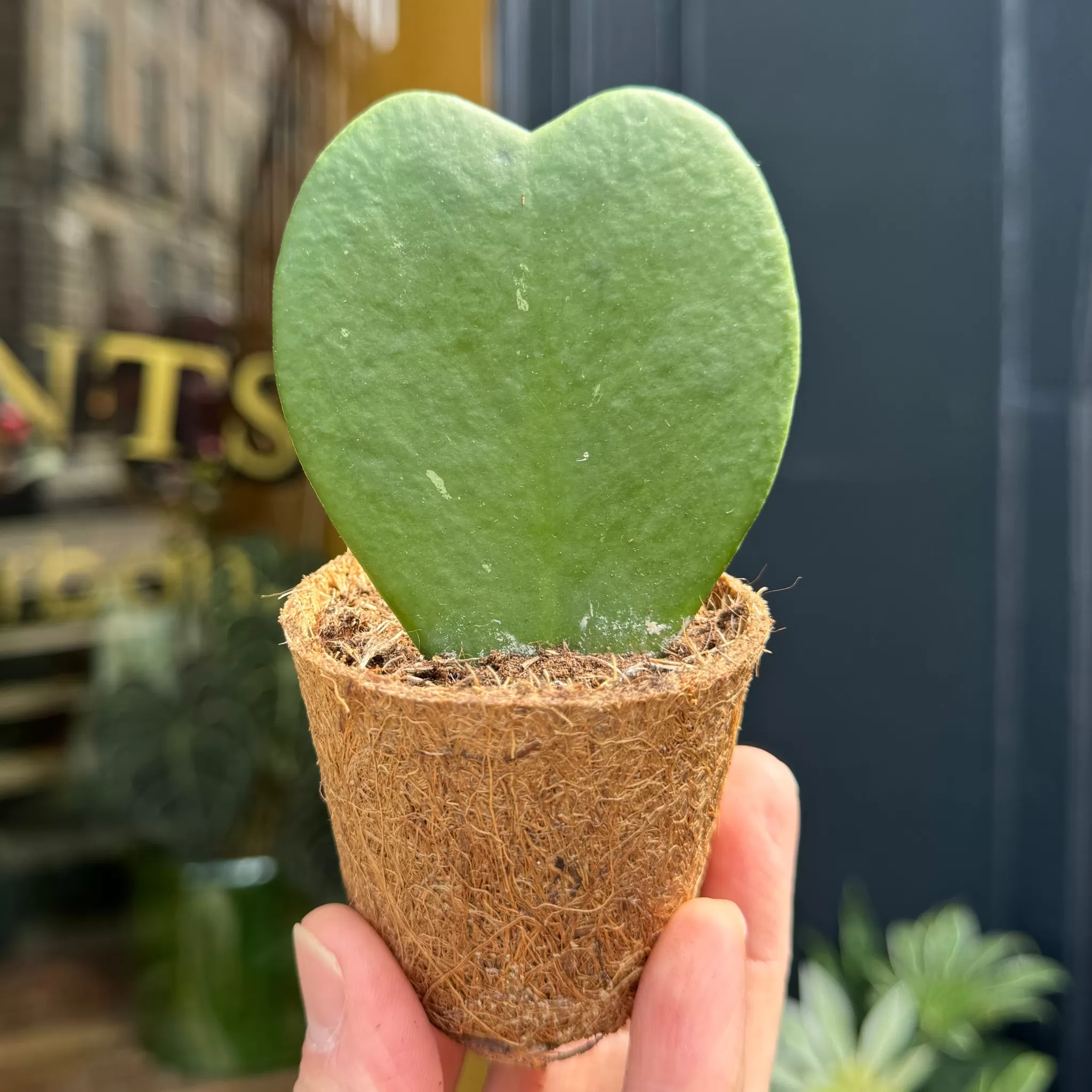 grow urban Hoya Kerrii (in Coco Pot)- Hoya