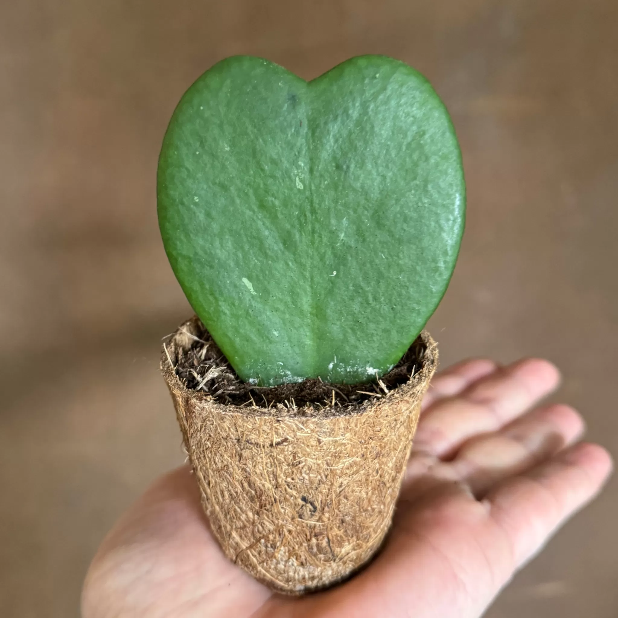 grow urban Hoya Kerrii (in Coco Pot)- Hoya