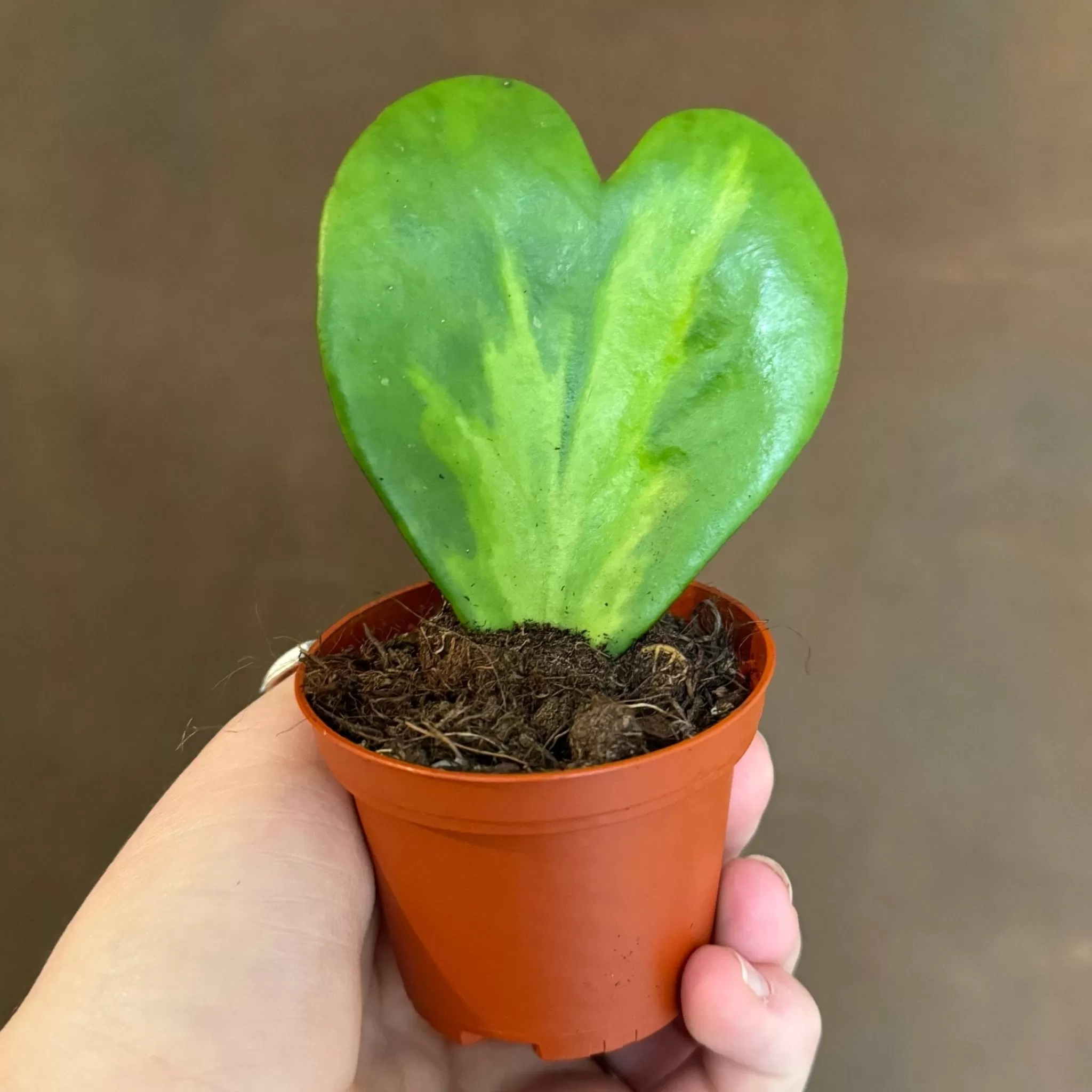 grow urban Hoya Kerrii 'Reverse Variegata'- Hoya