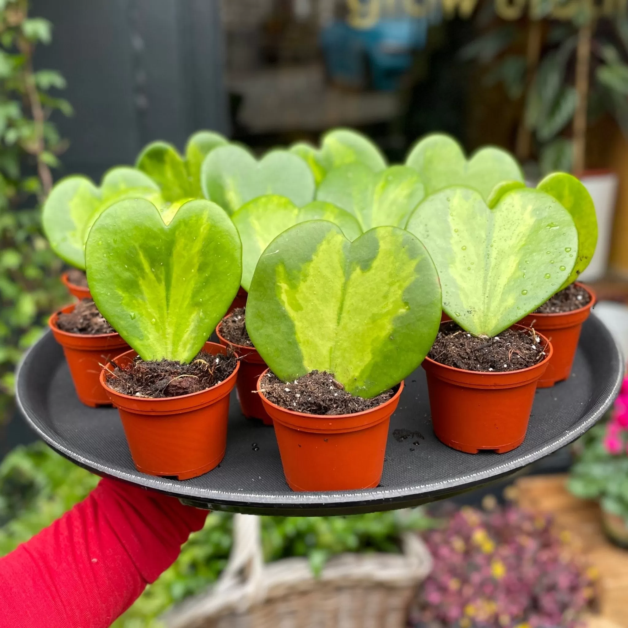 grow urban Hoya Kerrii 'Reverse Variegata'- Hoya