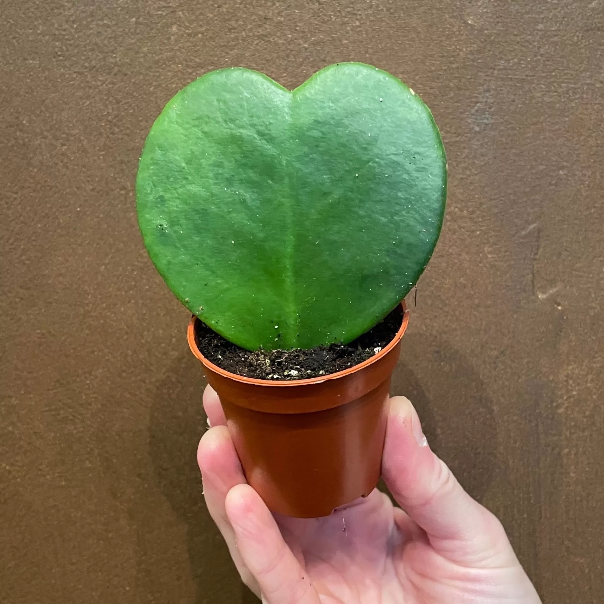 grow urban Hoya Kerrii (Single Leaf)- Hoya | Succulents & Cacti
