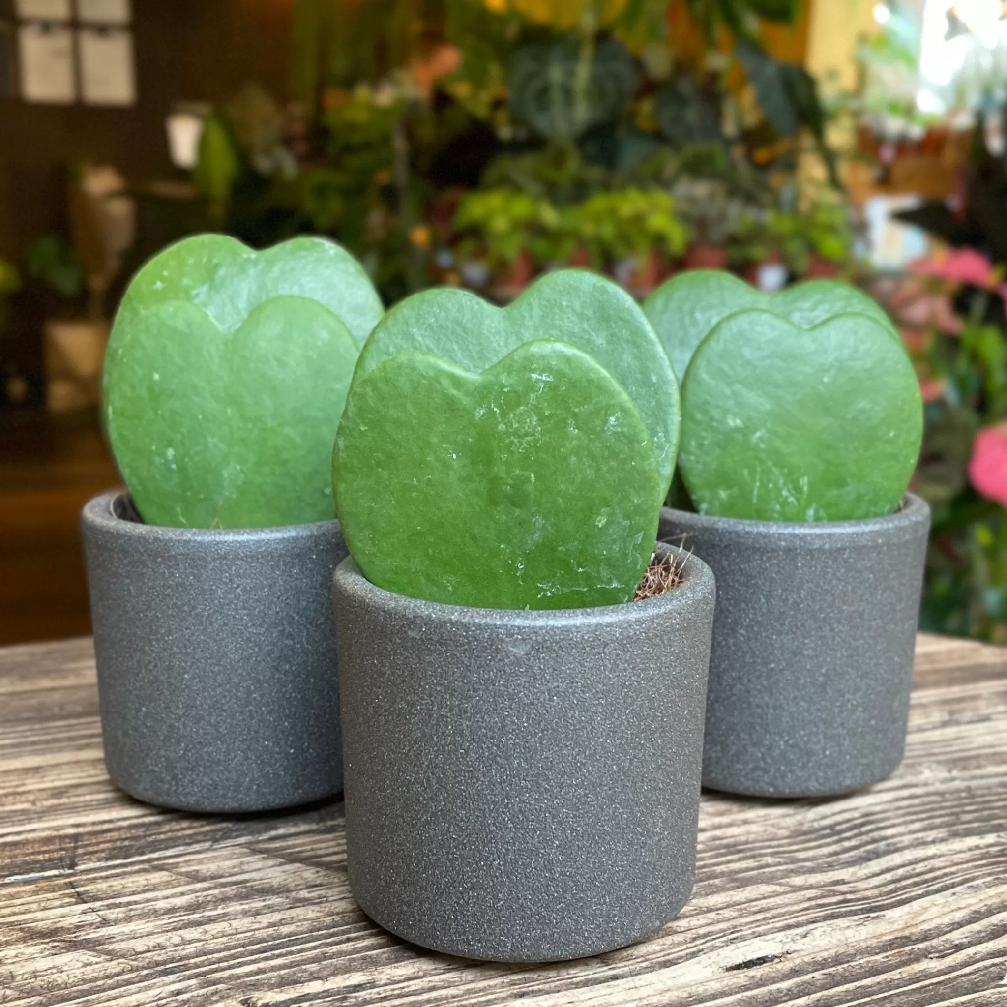 grow urban Hoya Kerrii (Single Leaf)- Hoya | Succulents & Cacti