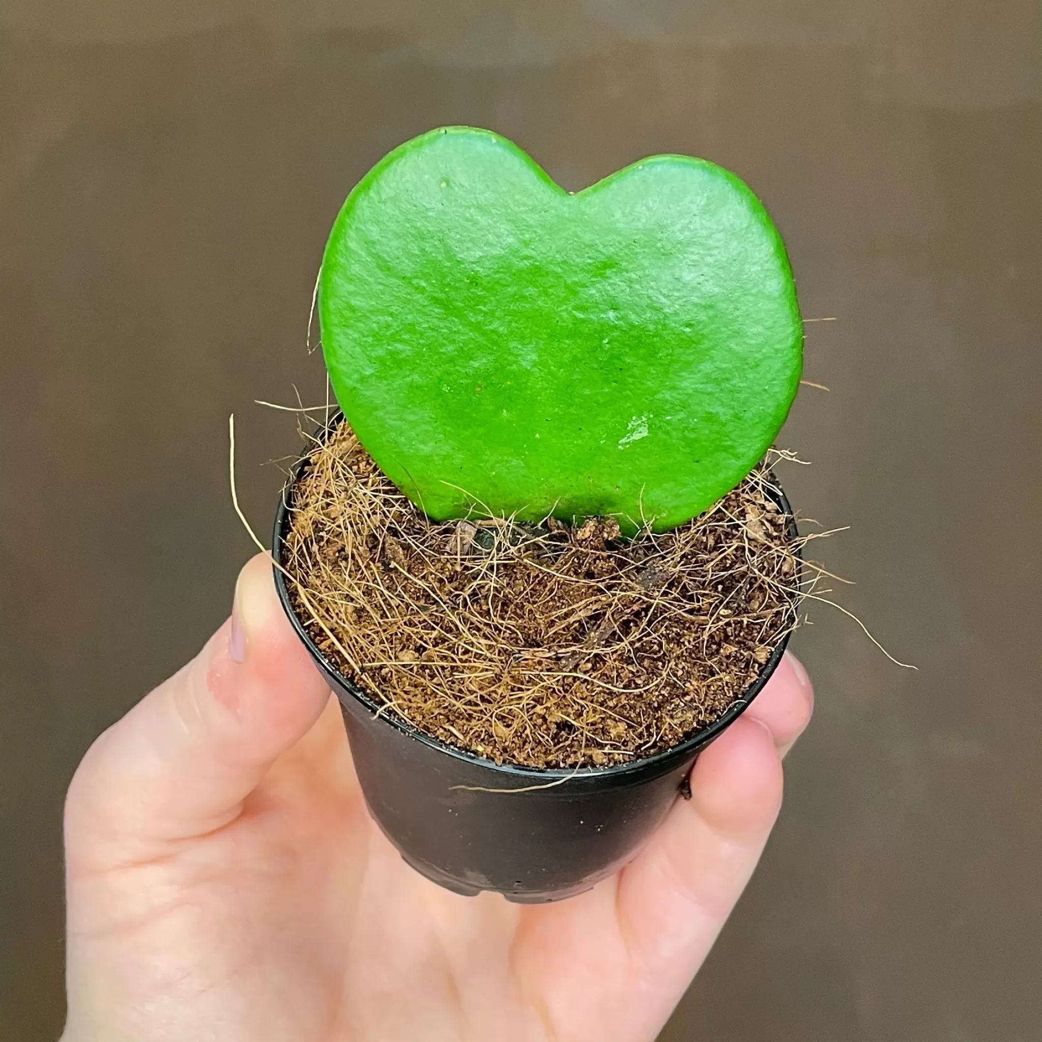 grow urban Hoya Kerrii (Single Leaf) (7cm Pot)- Hoya