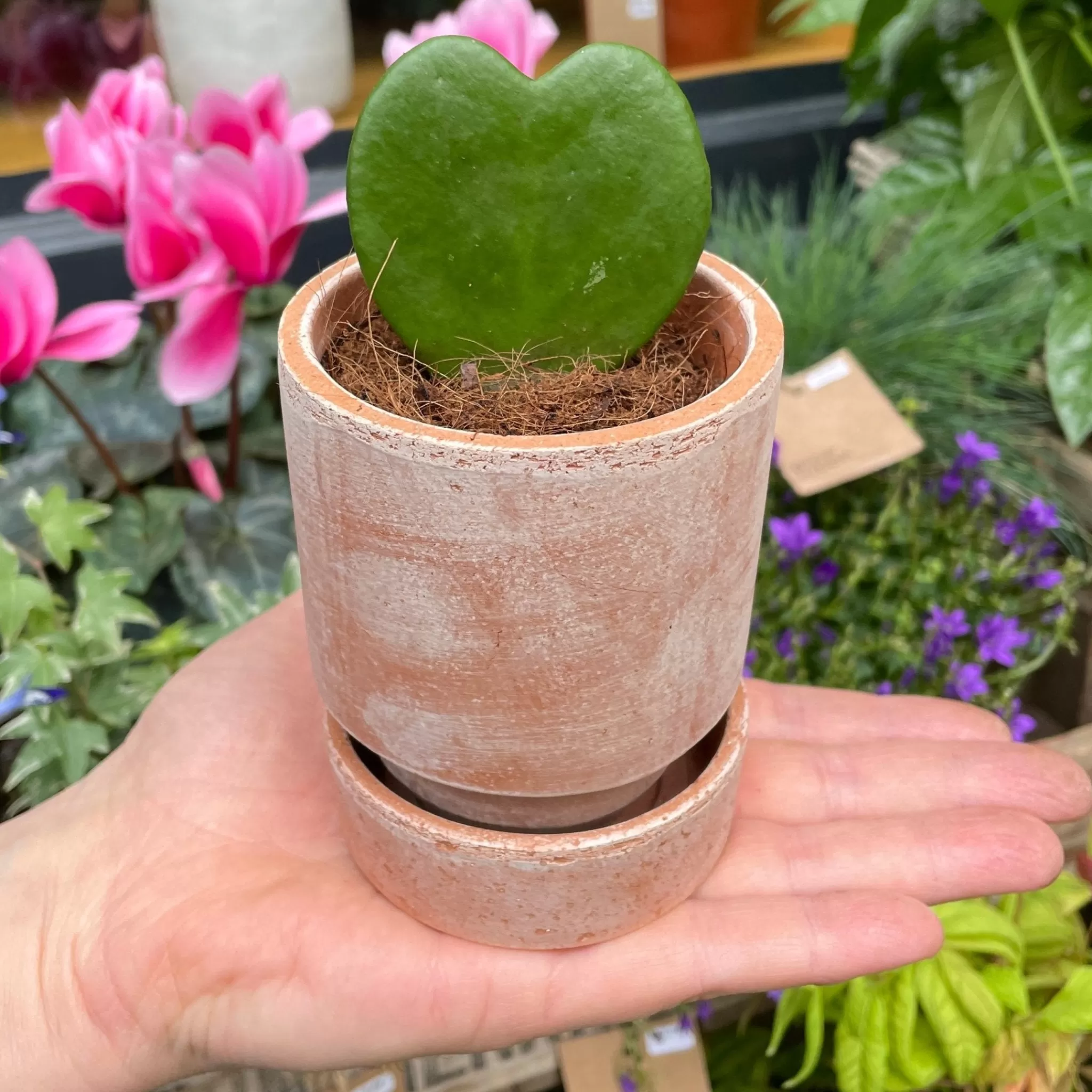 grow urban Hoya Kerrii (Single Leaf) (7cm Pot)- Hoya