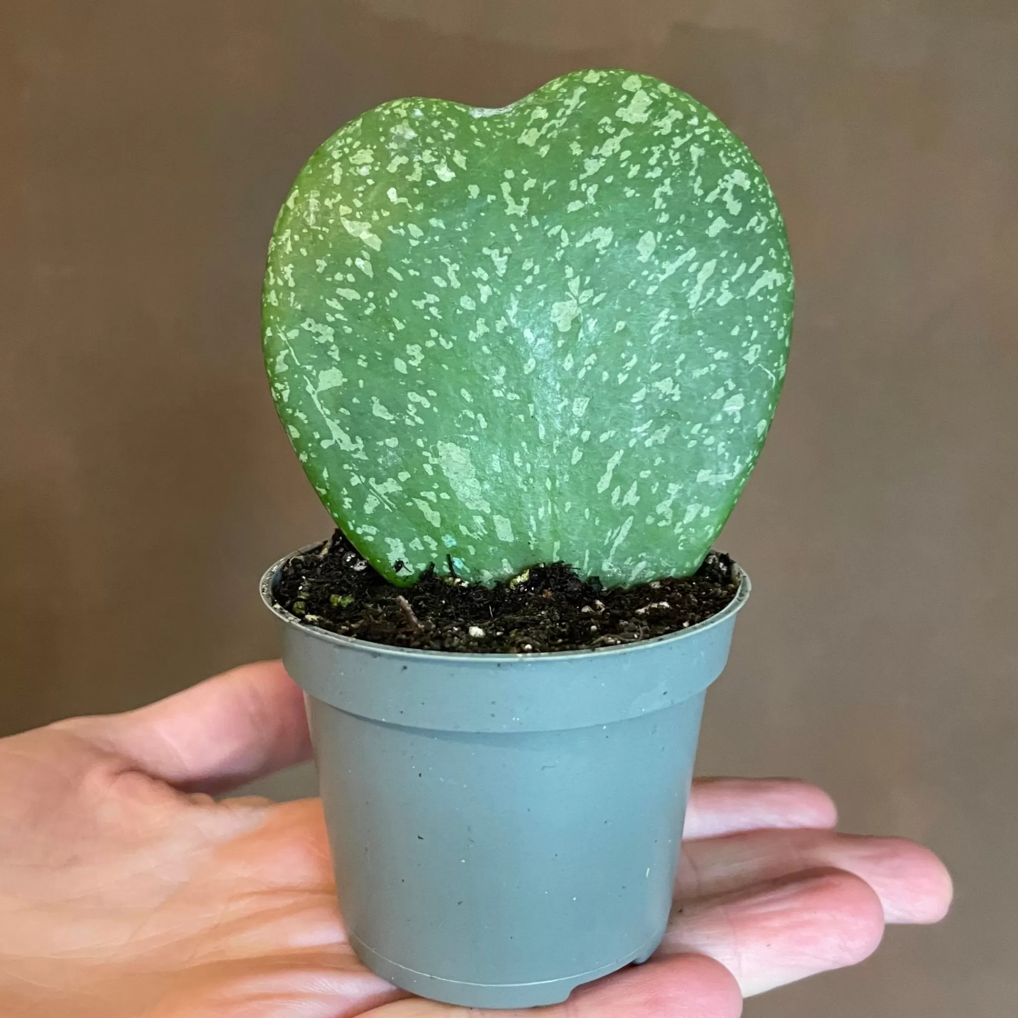 grow urban Hoya Kerrii ‘Splash’- Hoya | Rarely Seen