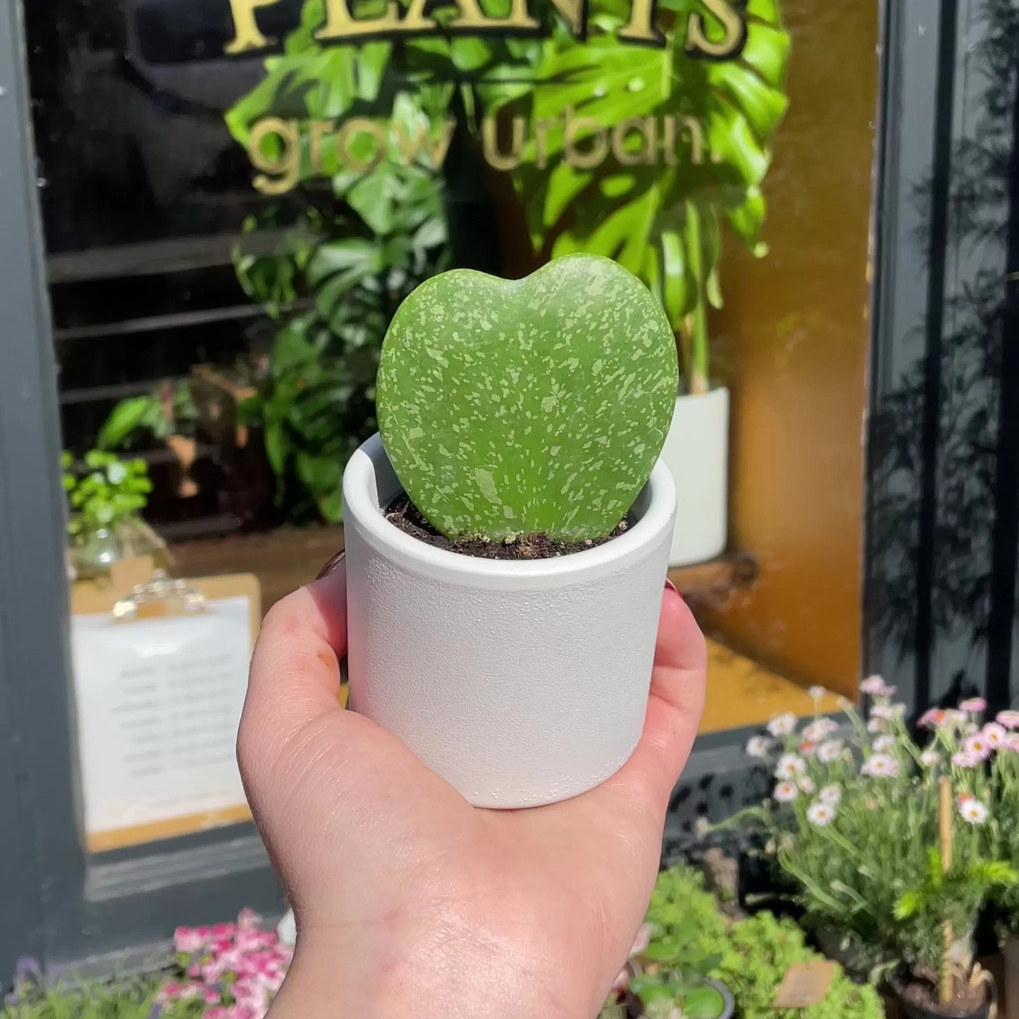 grow urban Hoya Kerrii ‘Splash’- Hoya | Rarely Seen