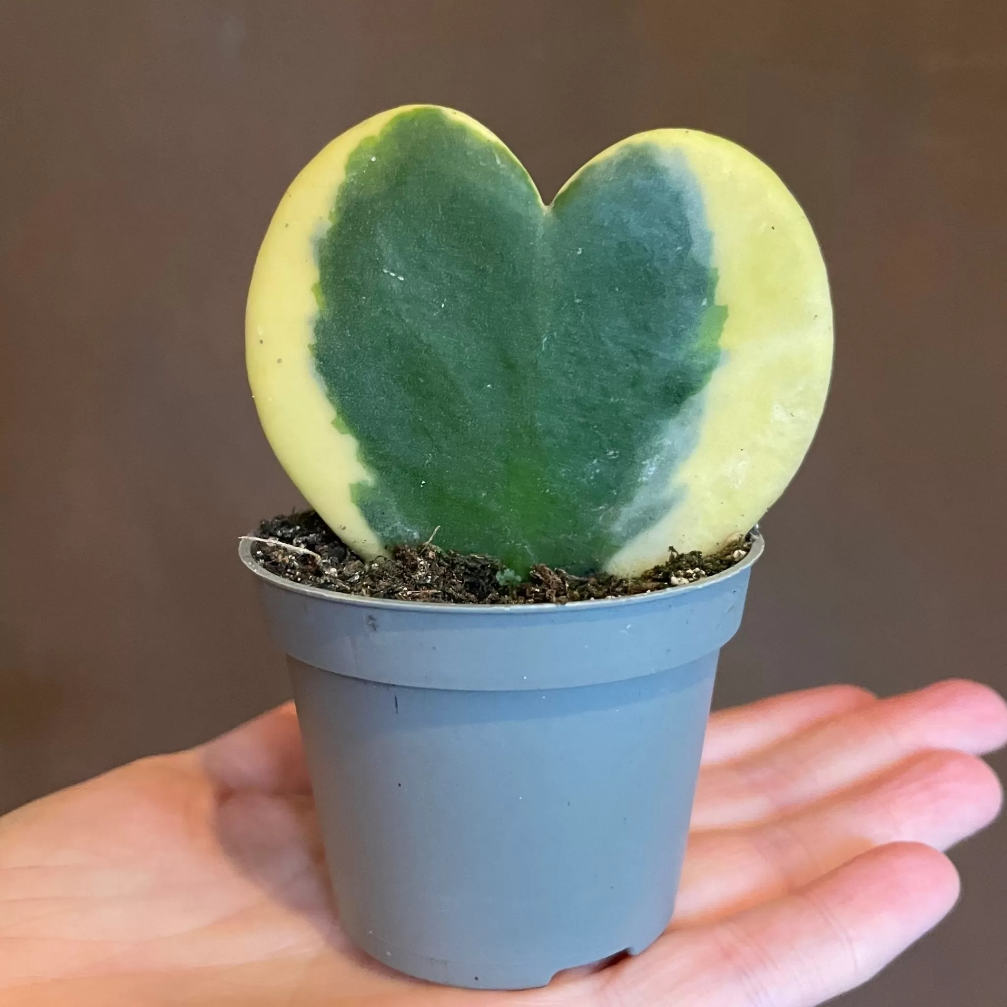 grow urban Hoya Kerrii ‘Variegata’- Hoya