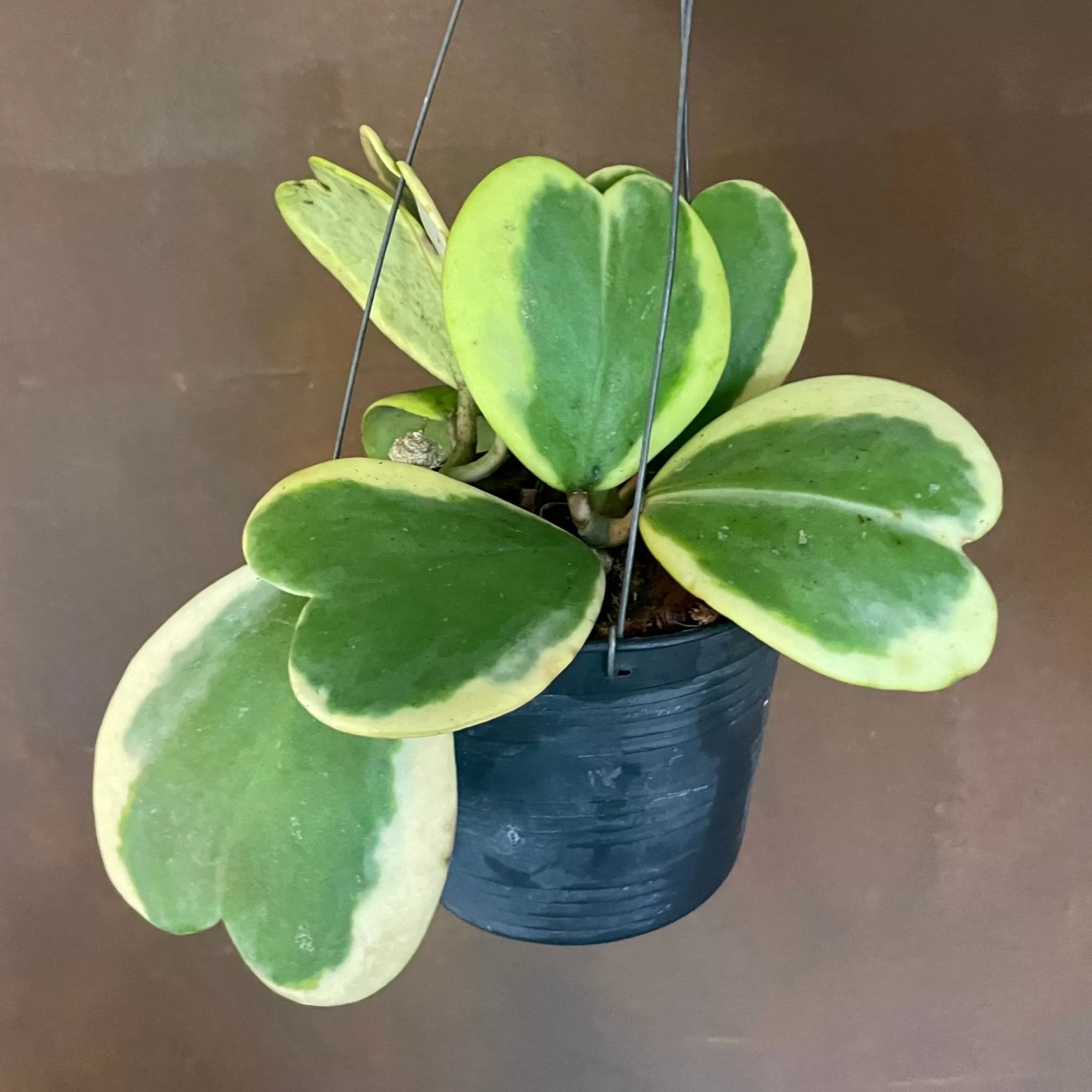grow urban Hoya Kerrii ‘Variegata’ [vined]- Hoya