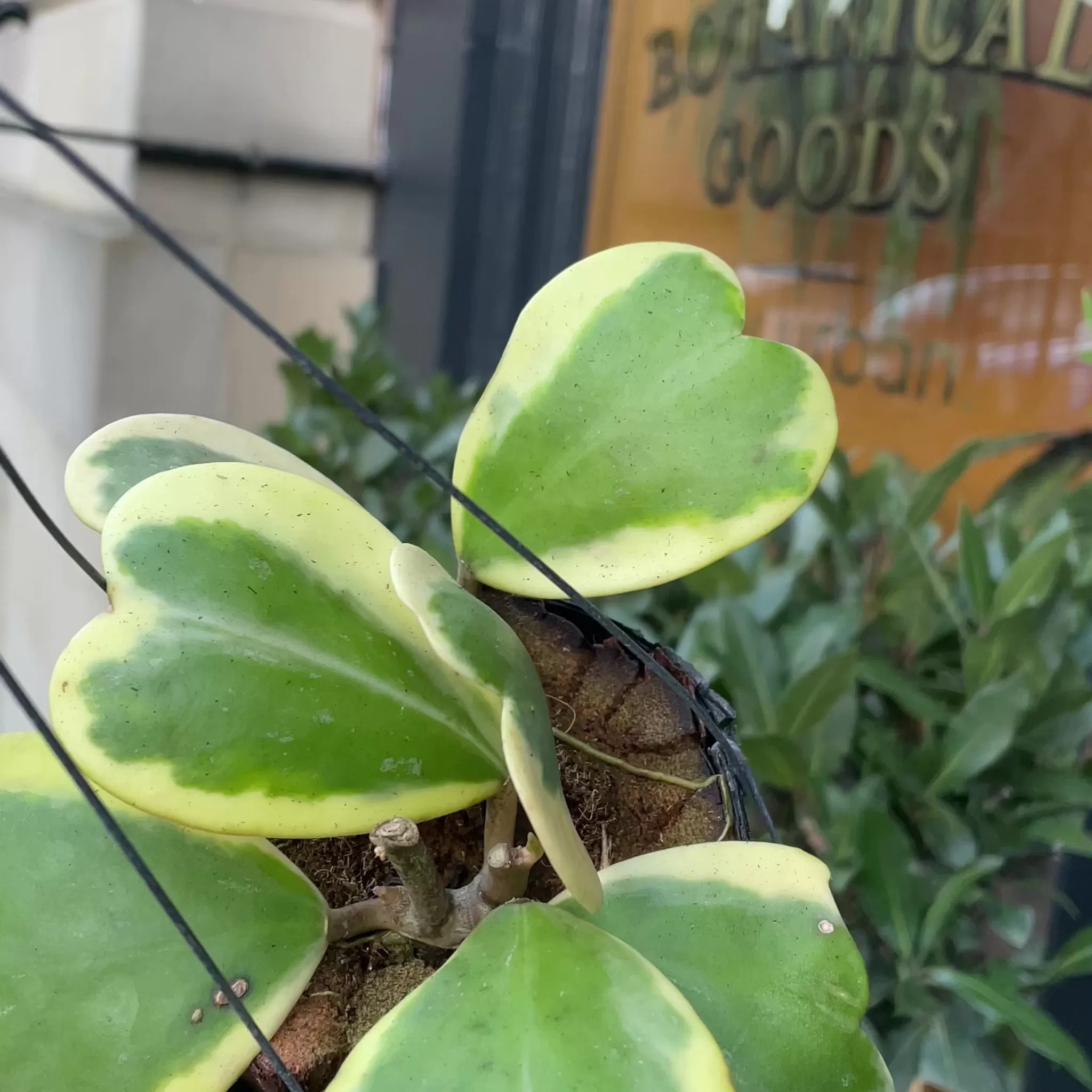 grow urban Hoya Kerrii ‘Variegata’ [vined]- Hoya