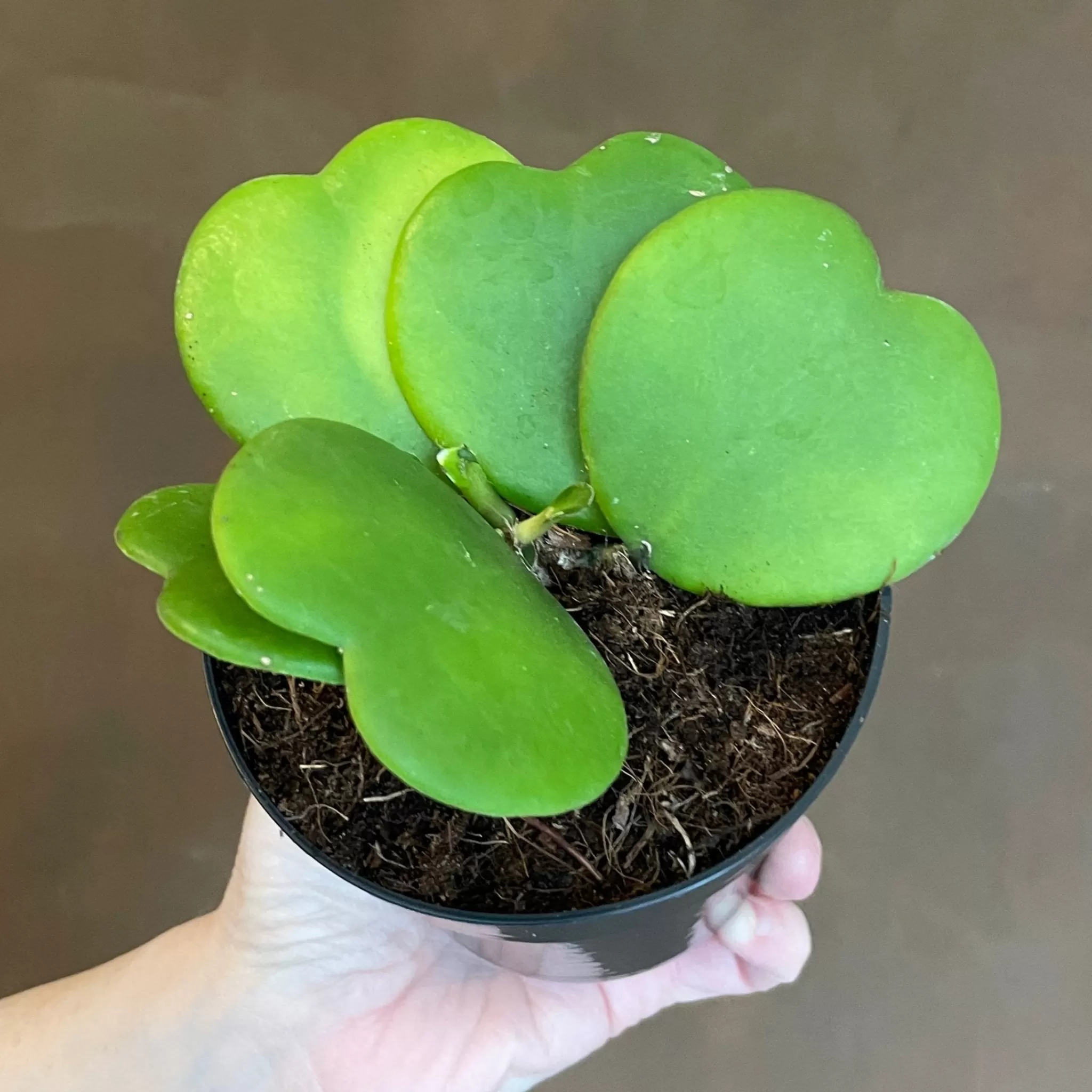 grow urban Hoya Kerrii [vined]- Hoya