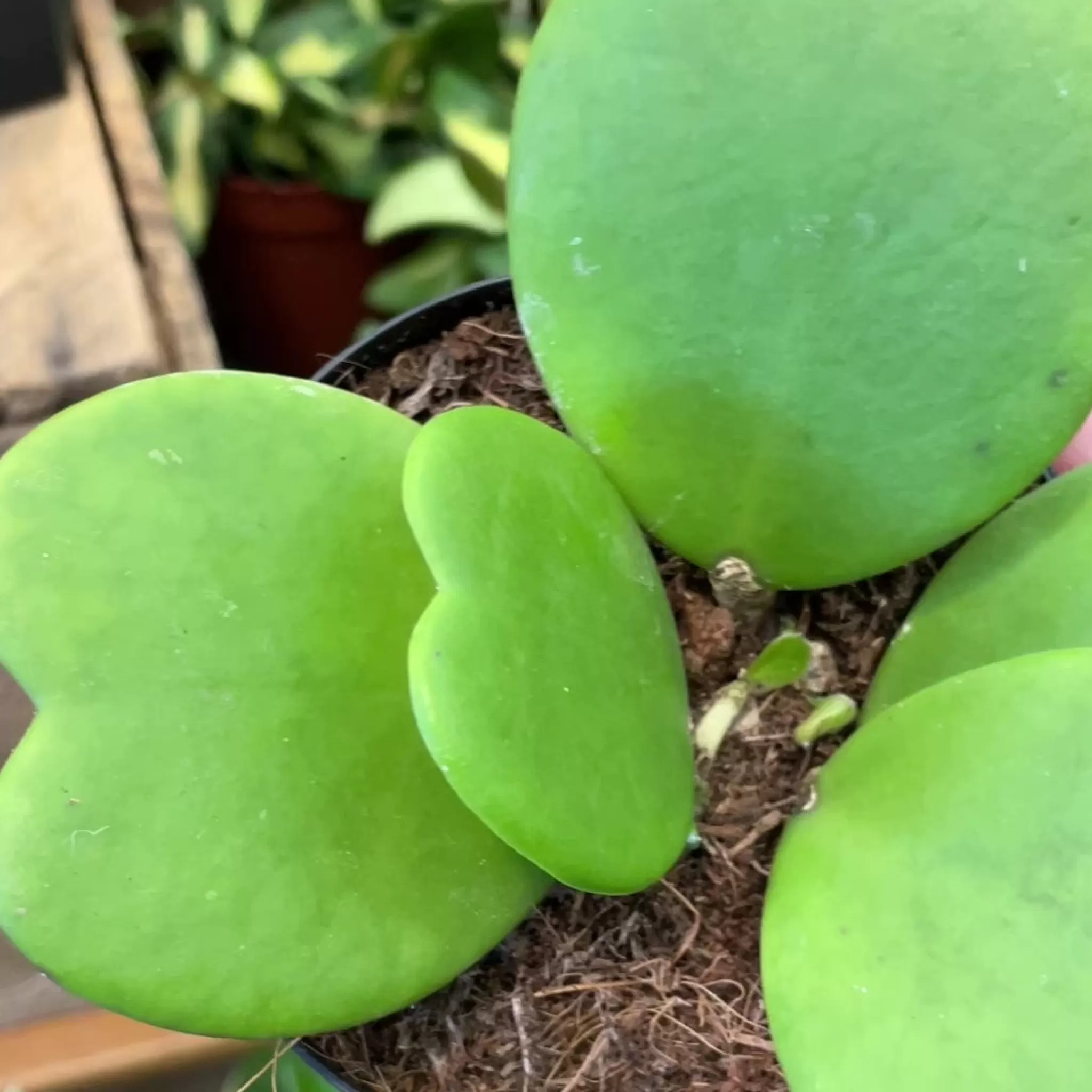 grow urban Hoya Kerrii [vined]- Hoya
