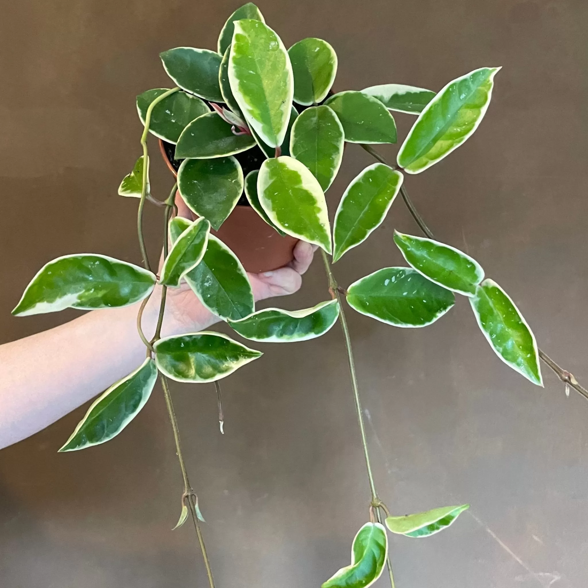 grow urban Hoya ‘Krimson Queen'- Hoya