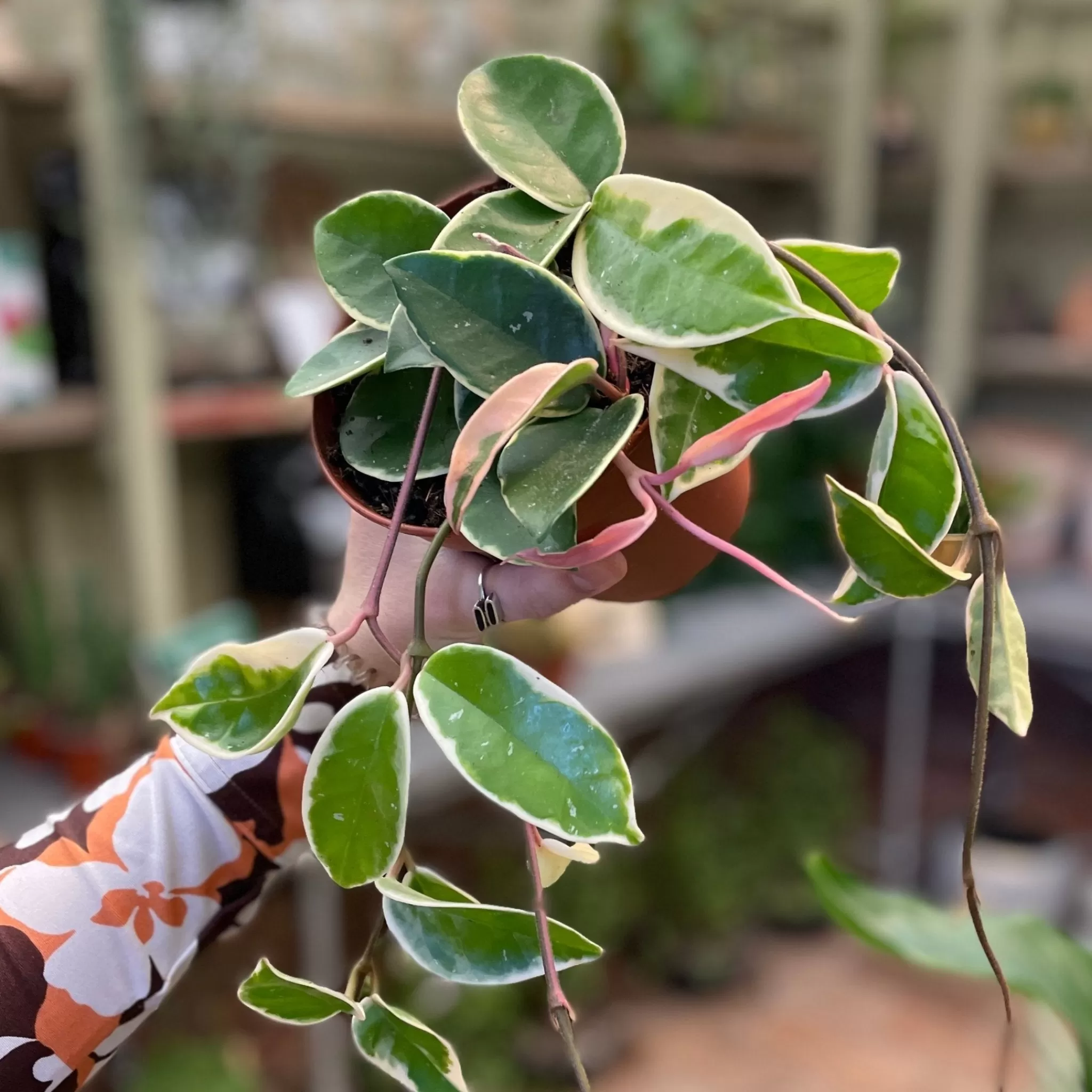 grow urban Hoya ‘Krimson Queen'- Hoya