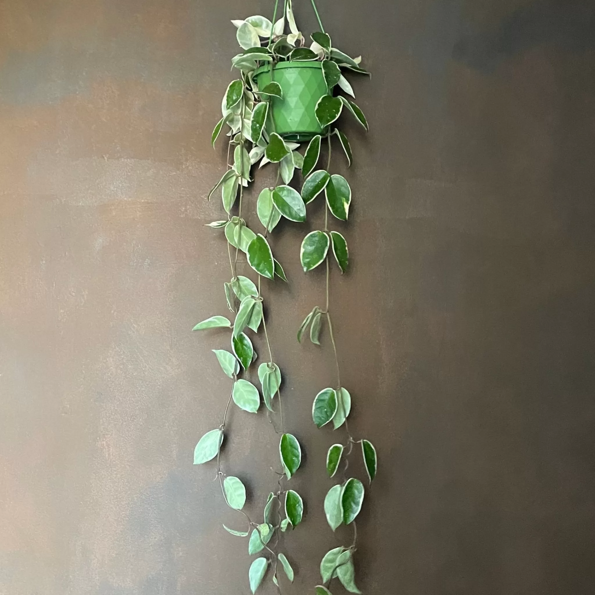 grow urban Hoya ‘Krimson Queen' (14cm Hangpot)- Hoya