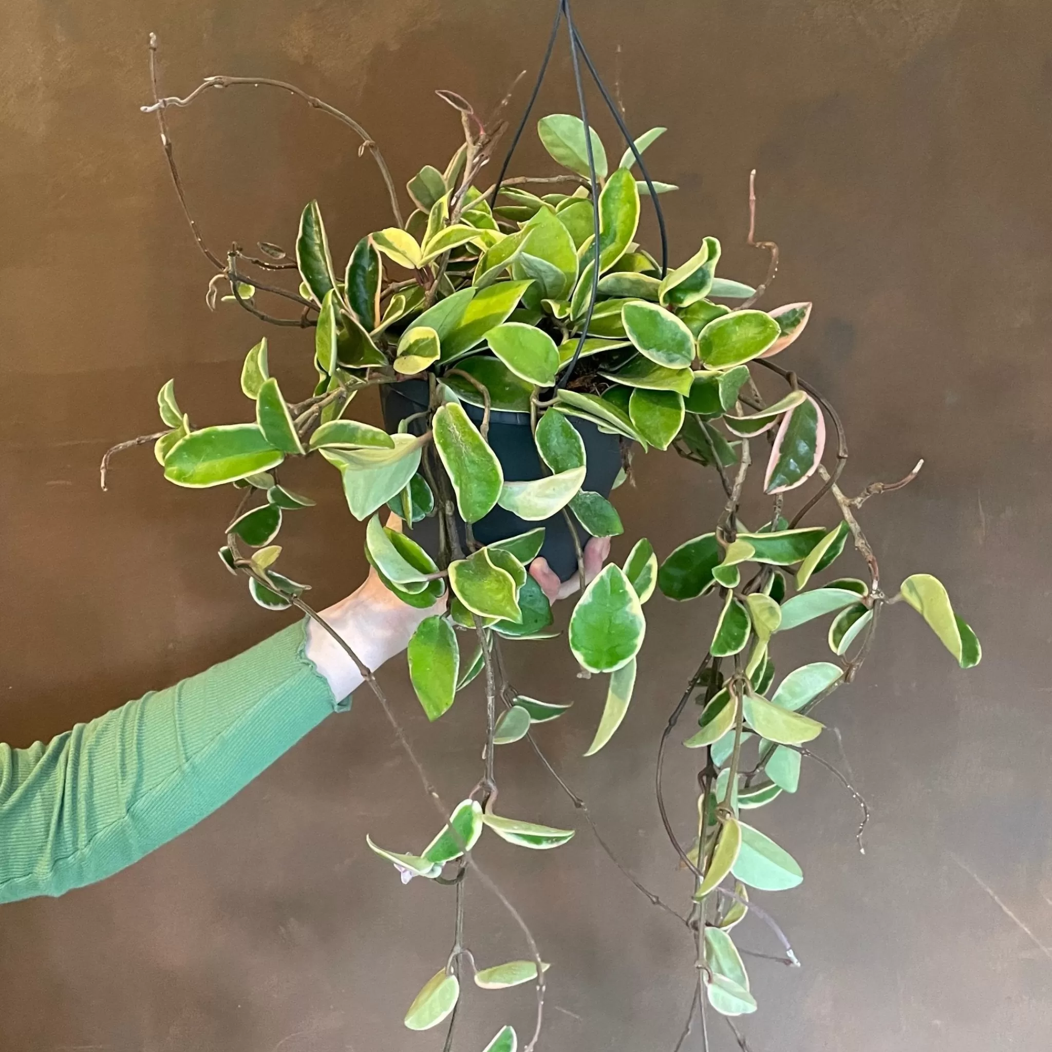 grow urban Hoya ‘Krimson Queen' (19cm Hangpot)- Hoya