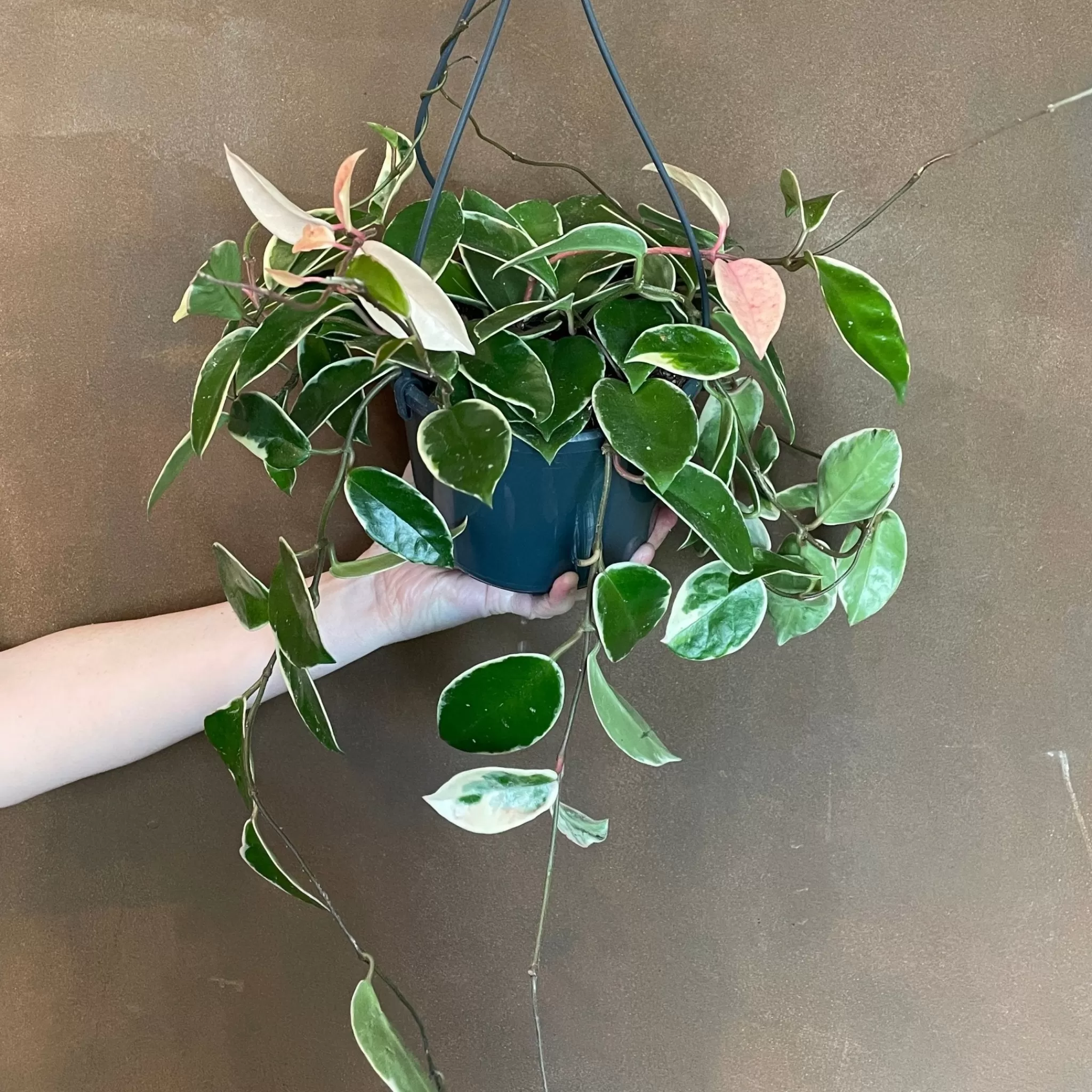 grow urban Hoya ‘Krimson Queen' (15cm Hangpot)- Hoya