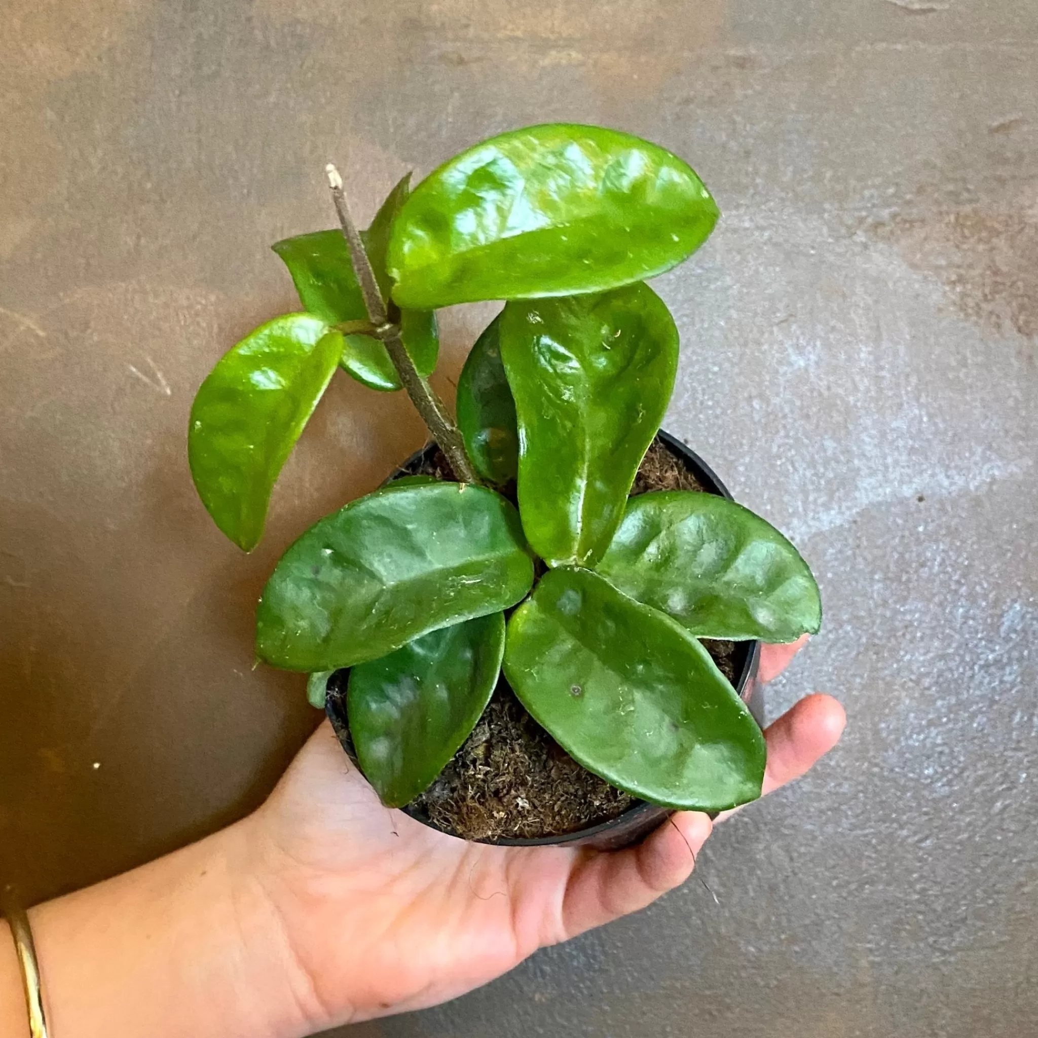 grow urban Hoya ‘Krinkle 8’- Hoya