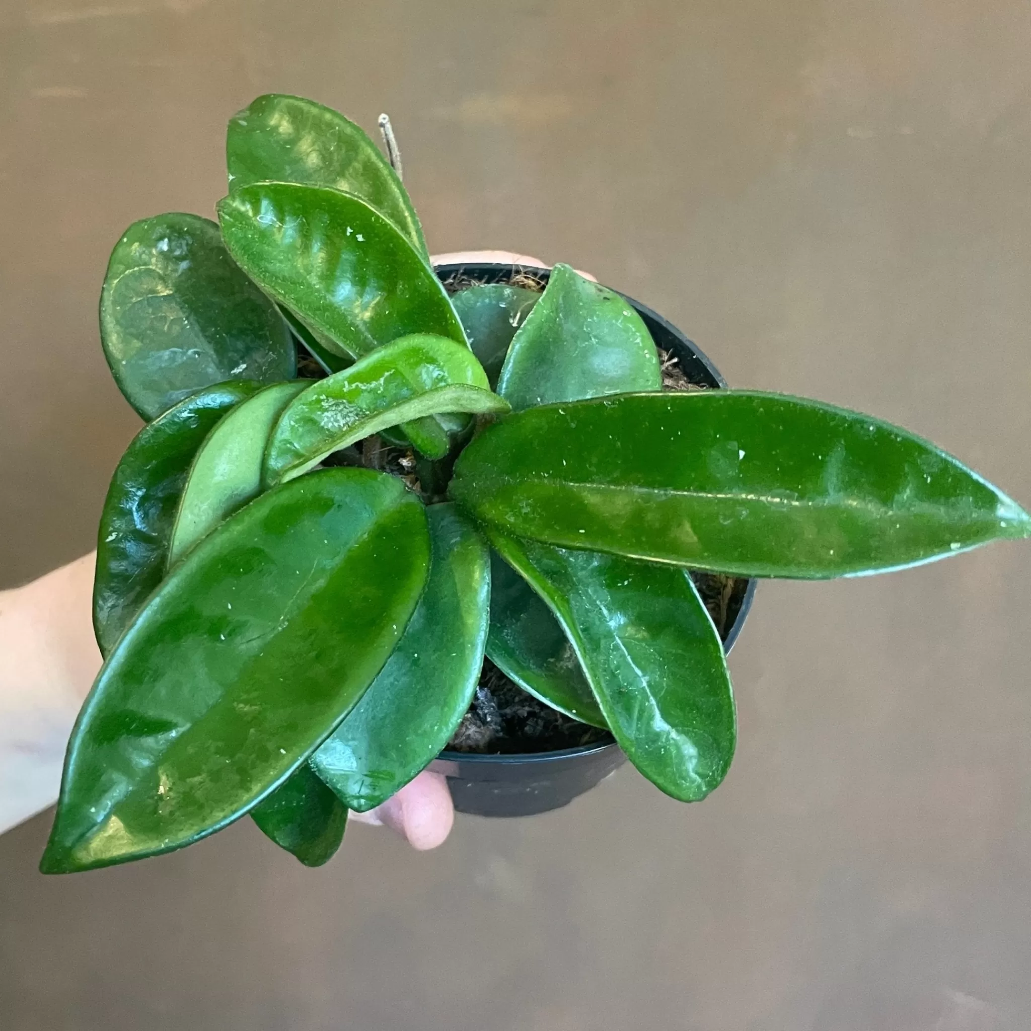 grow urban Hoya ‘Krinkle 8’- Hoya