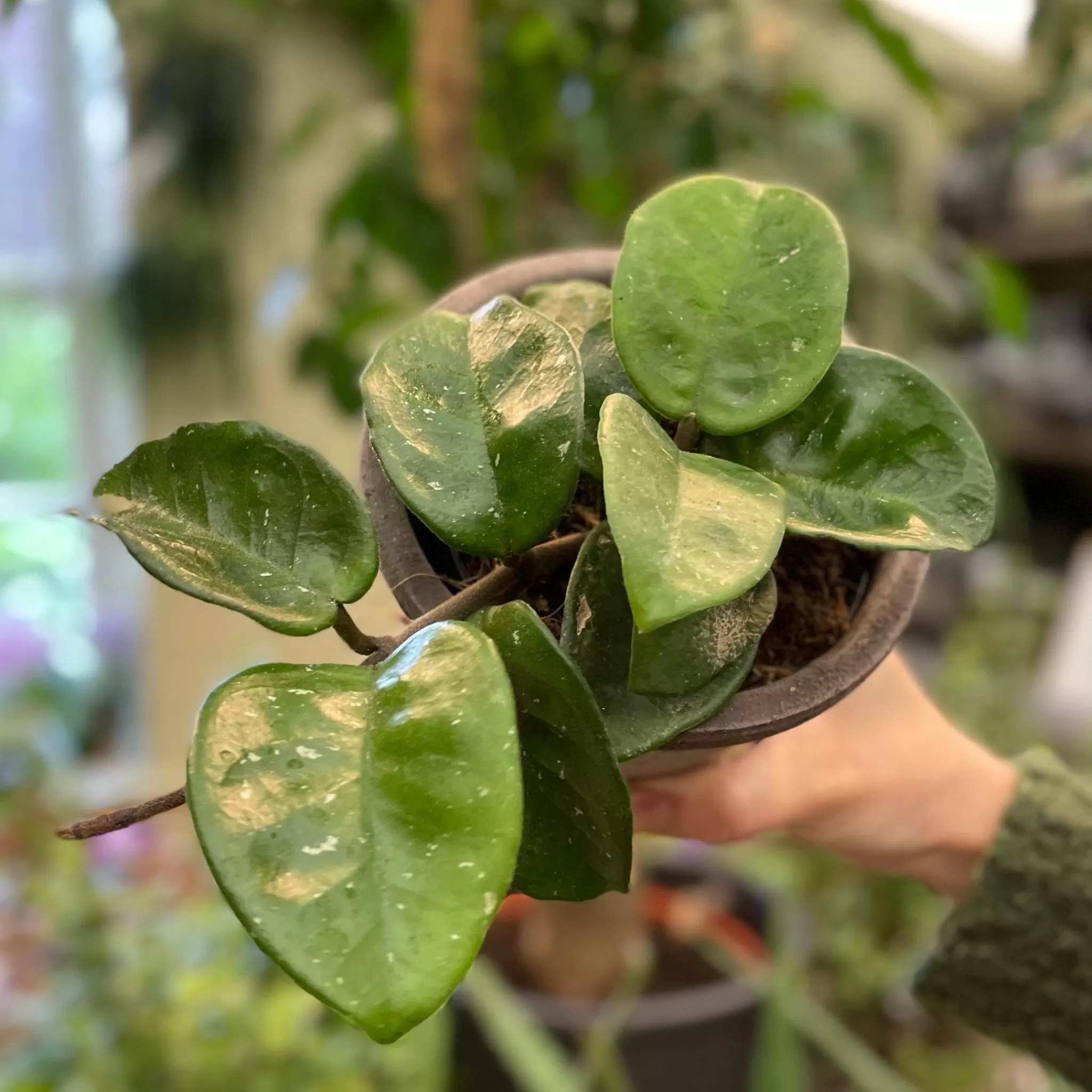 grow urban Hoya ‘Krinkle 8’- Hoya