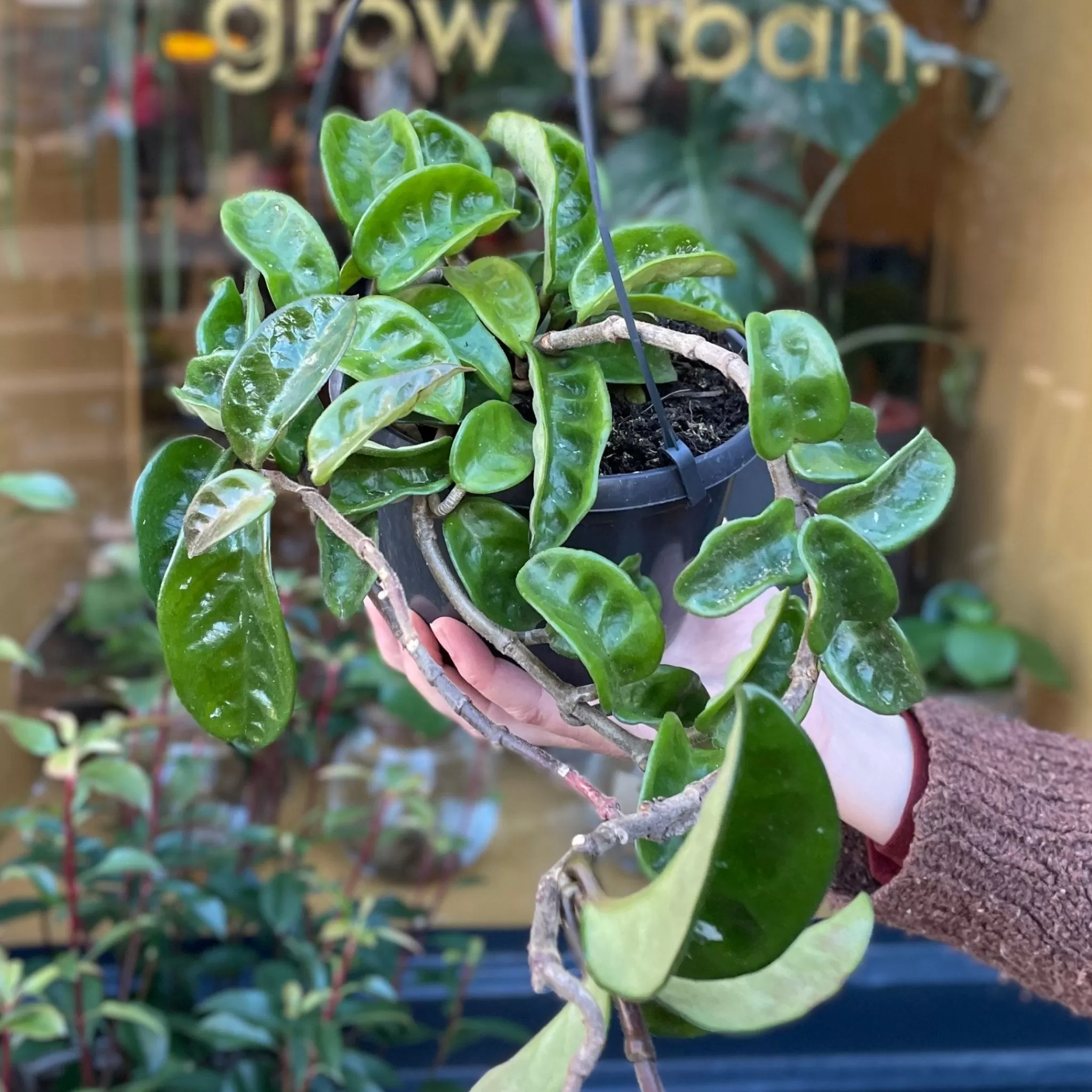 grow urban Hoya ‘Krinkle 8’ (15cm Hangpot)- Hoya