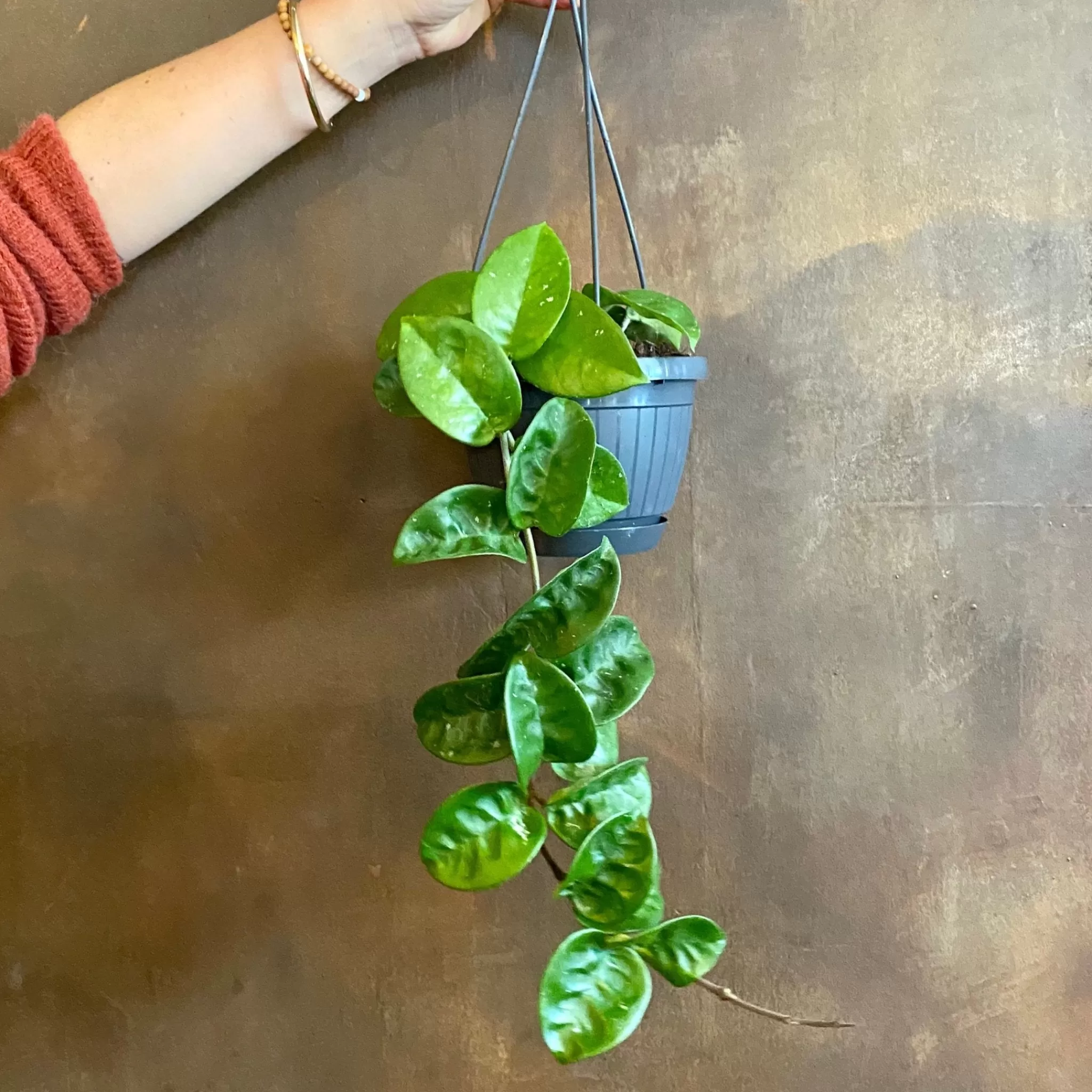 grow urban Hoya ‘Krinkle 8’ (hangpot)- Hoya