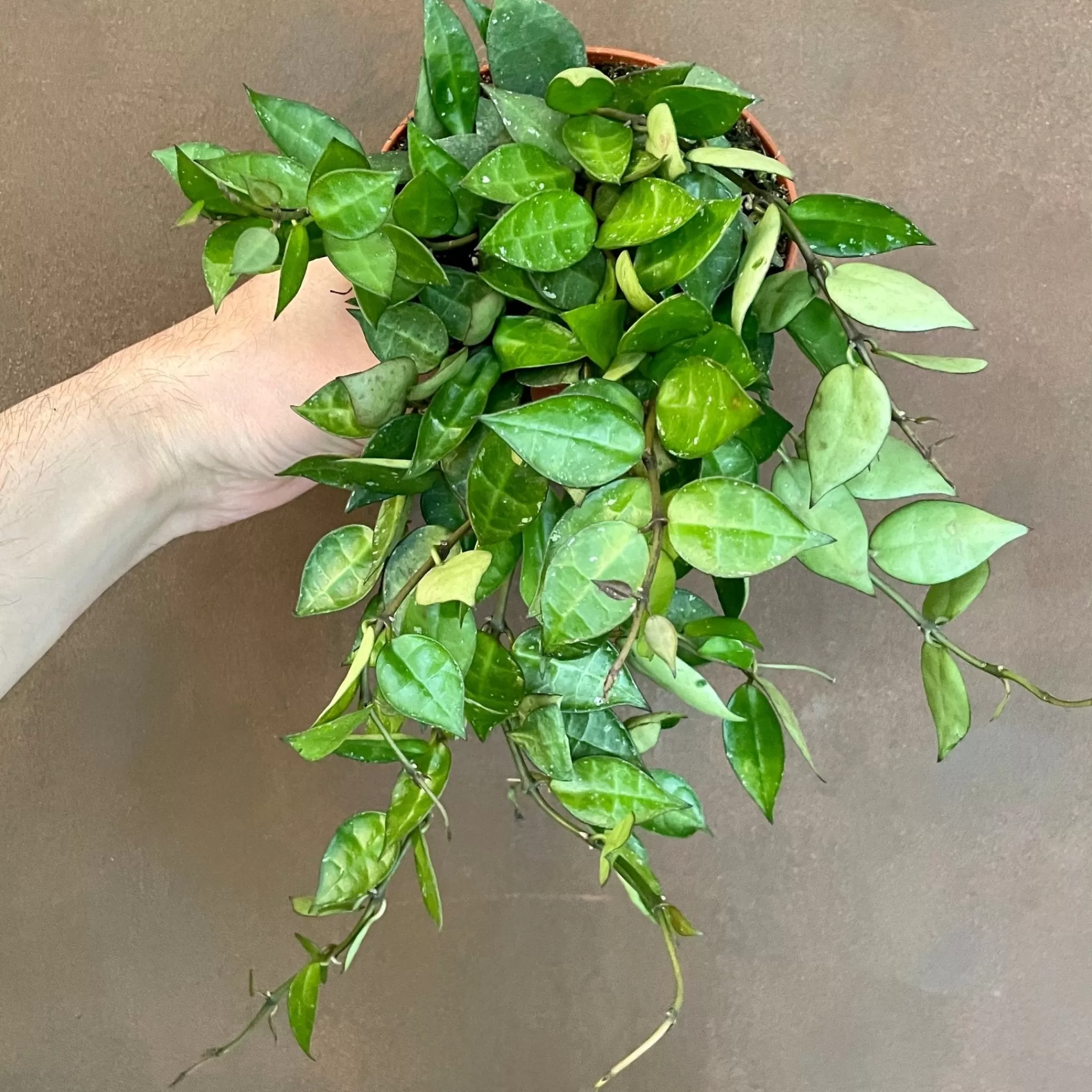 grow urban Hoya Krohniana (12cm Pot)- Hoya